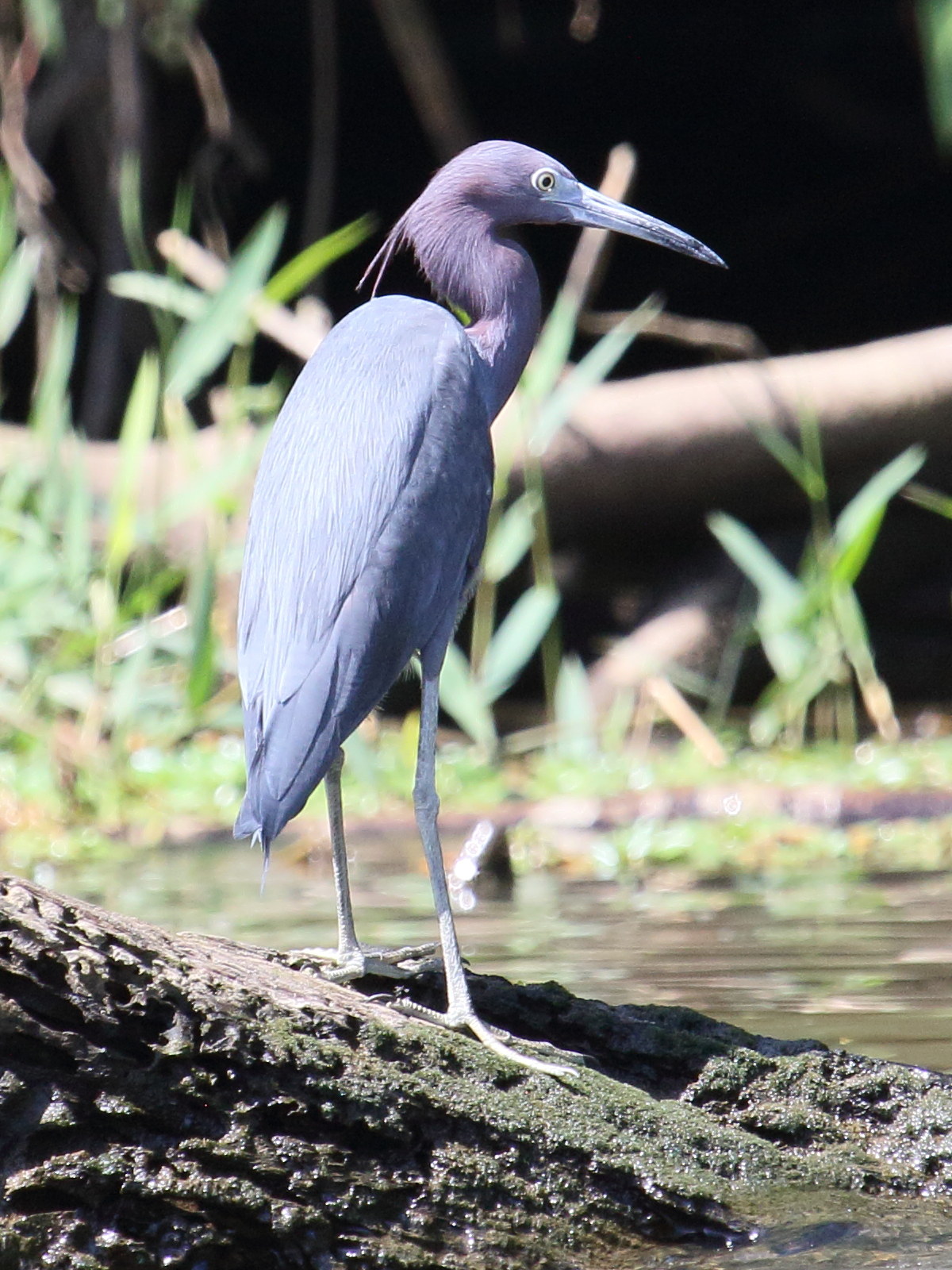 aigrette_bleue_-_egretta_caerulea4bd