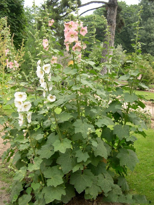 alcea_sulphurea1md