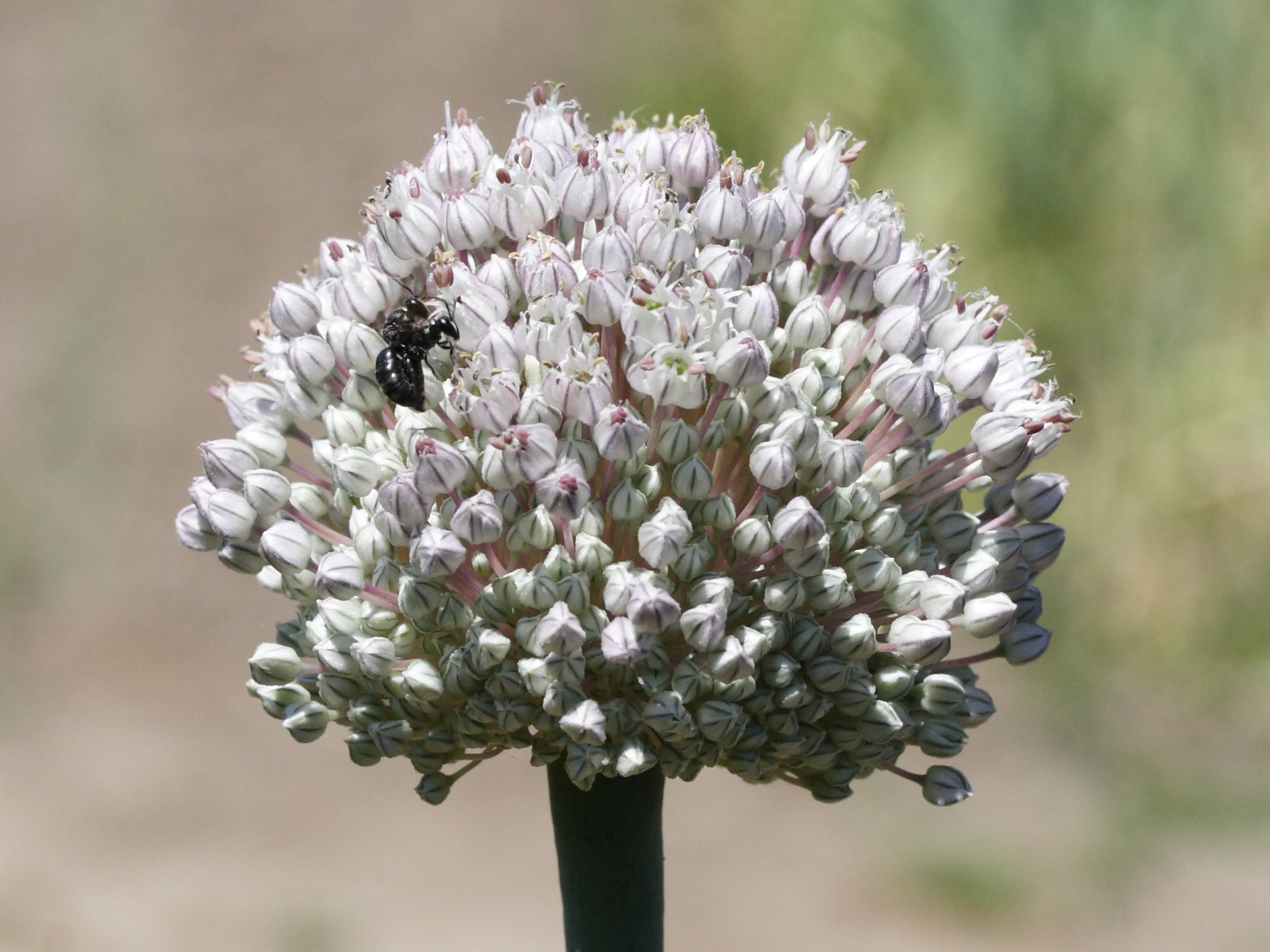 allium_porrum5md