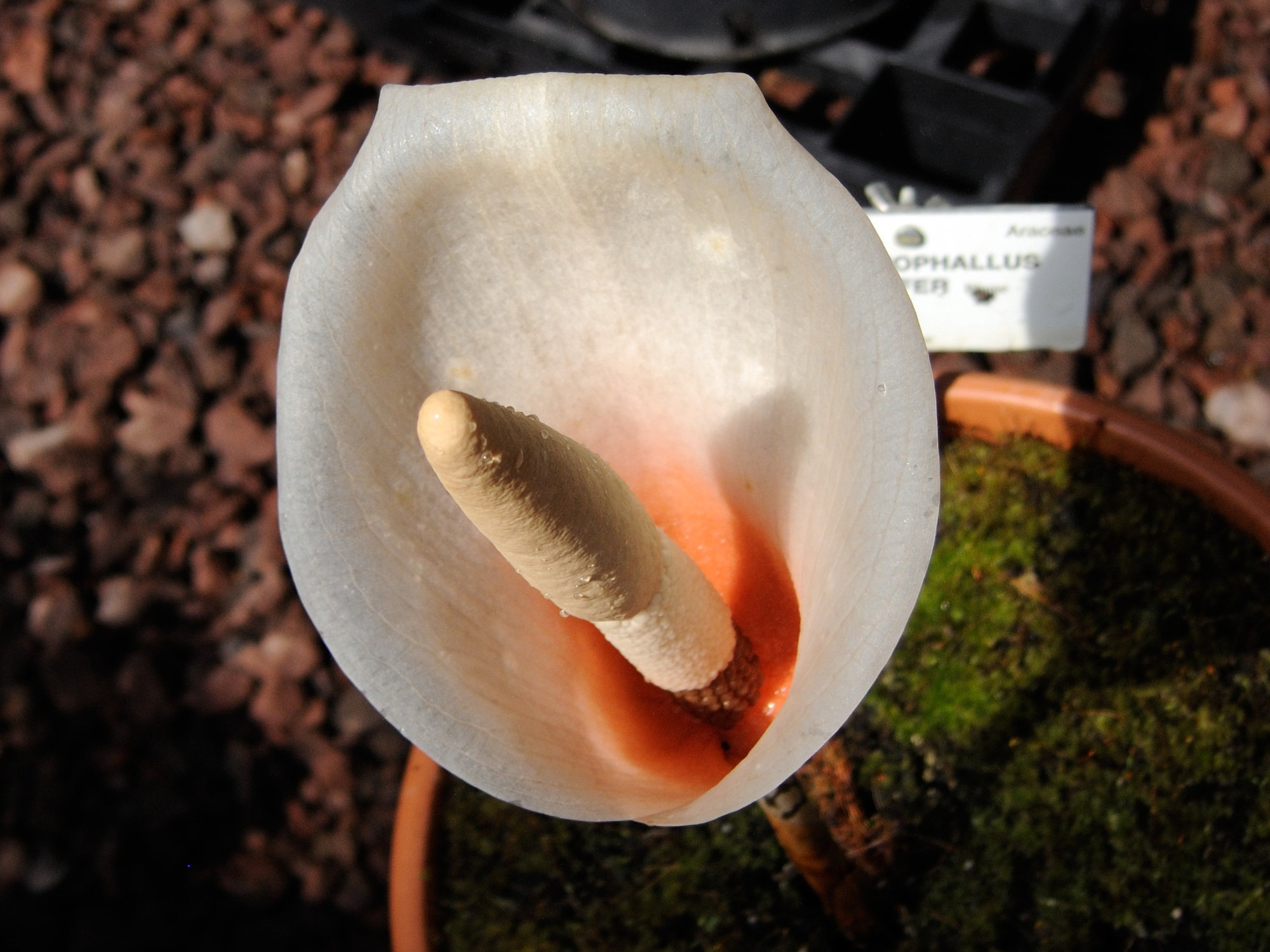 amorphophallus_bulbifer2md