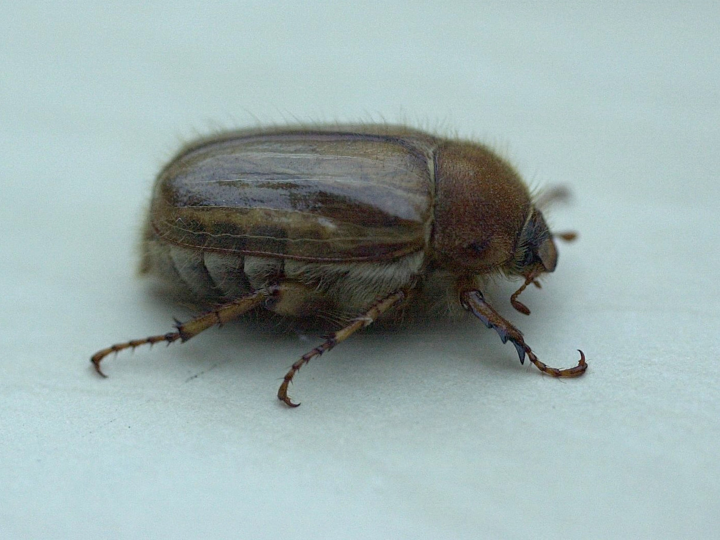 amphimallon_solstitiale1md