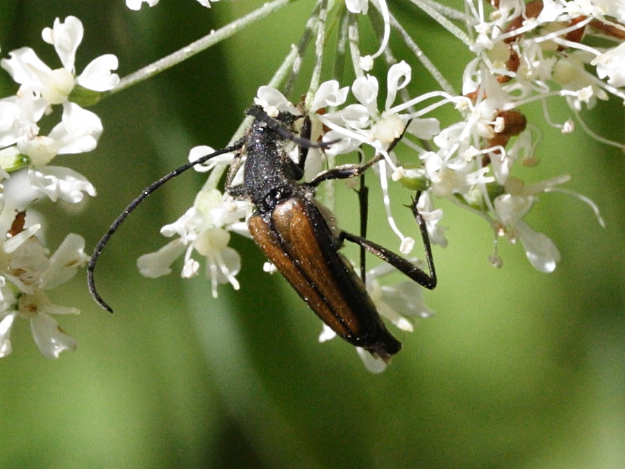 anastrangalia_sanguinolenta1md