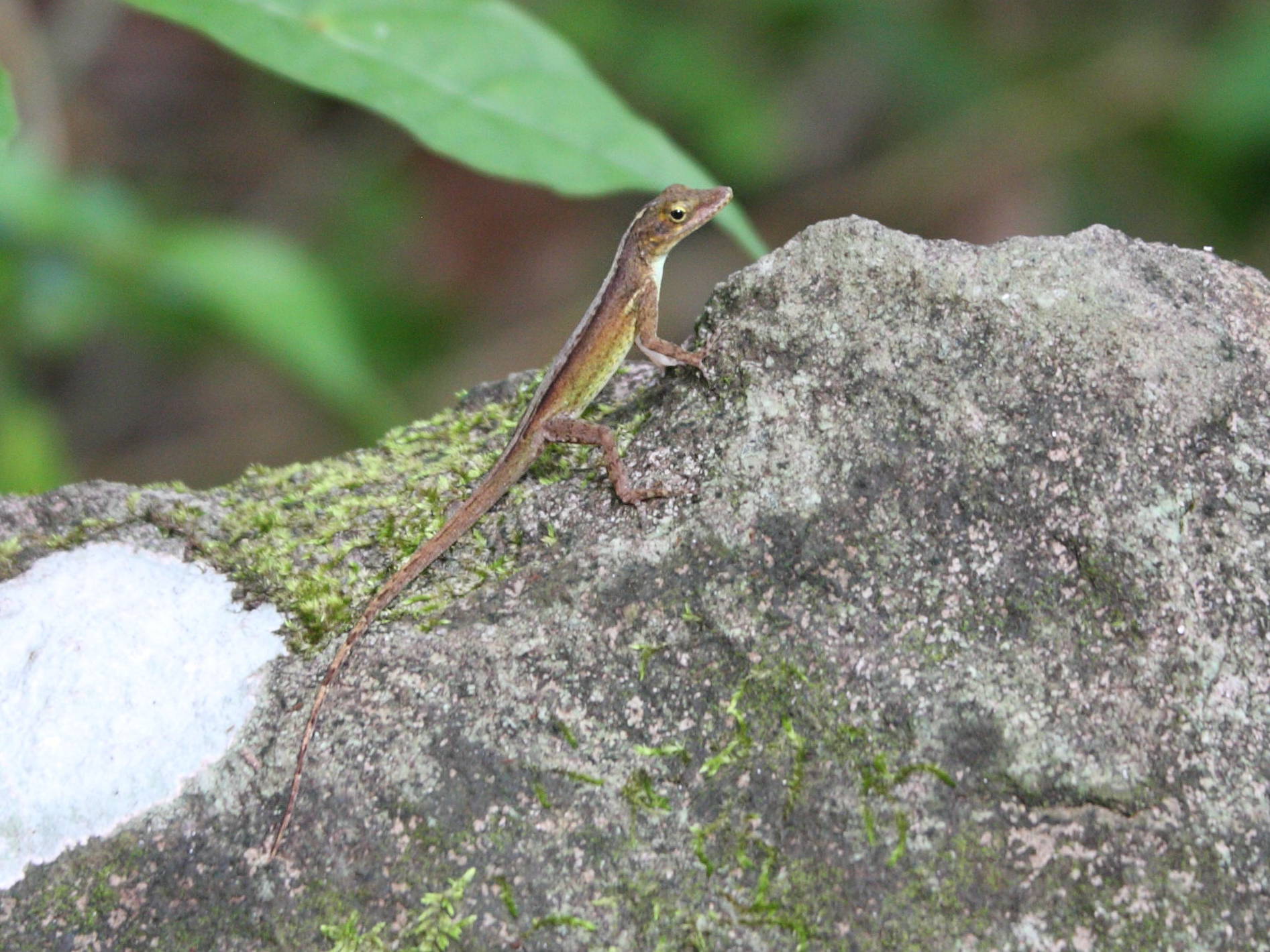Afficher le média anolis_roquet3bmd anolis_roquet3bmd