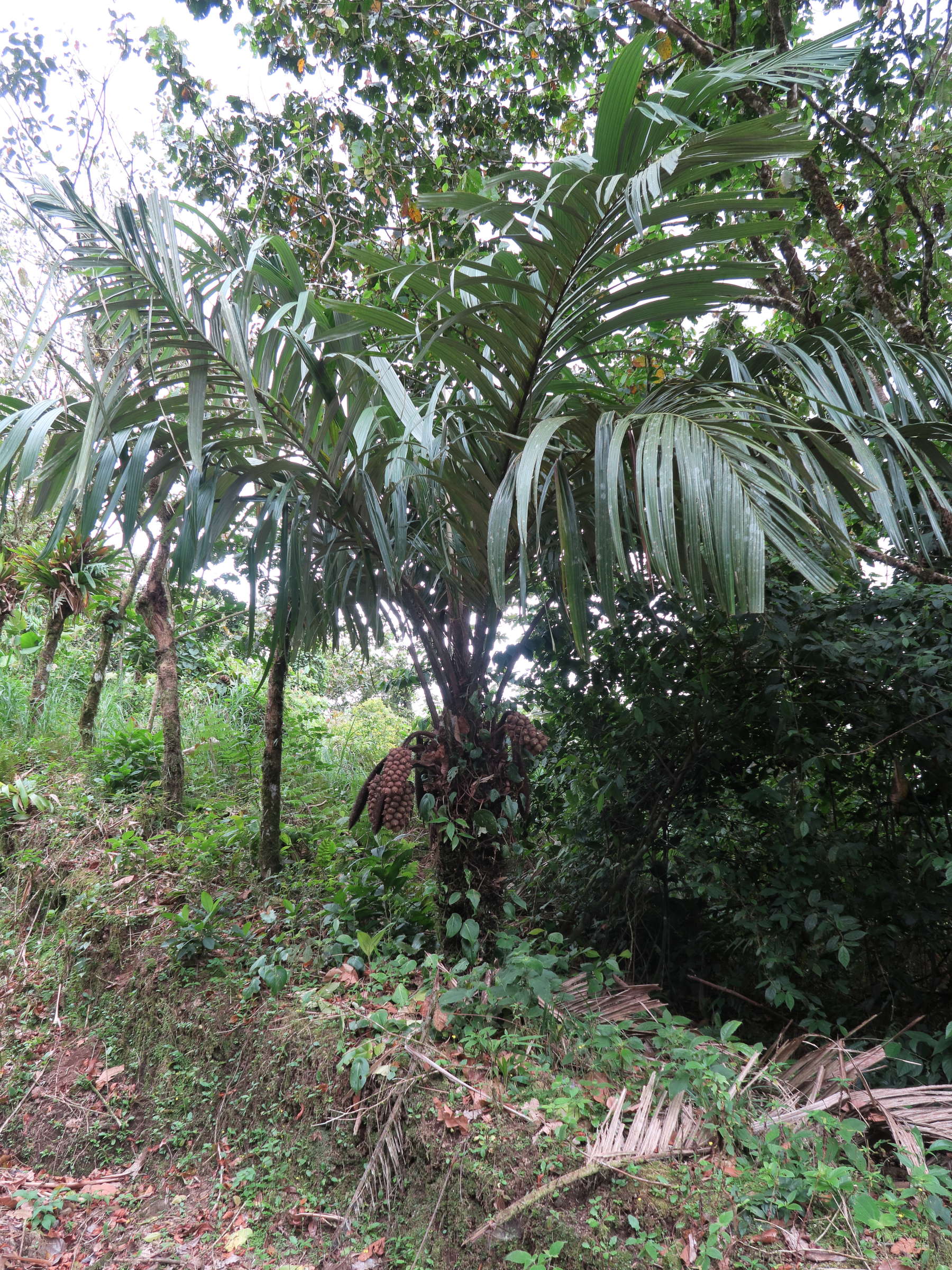 astrocaryum_alatum1md