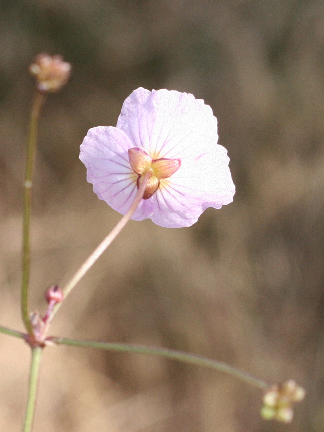 baldellia_ranunculoides2md