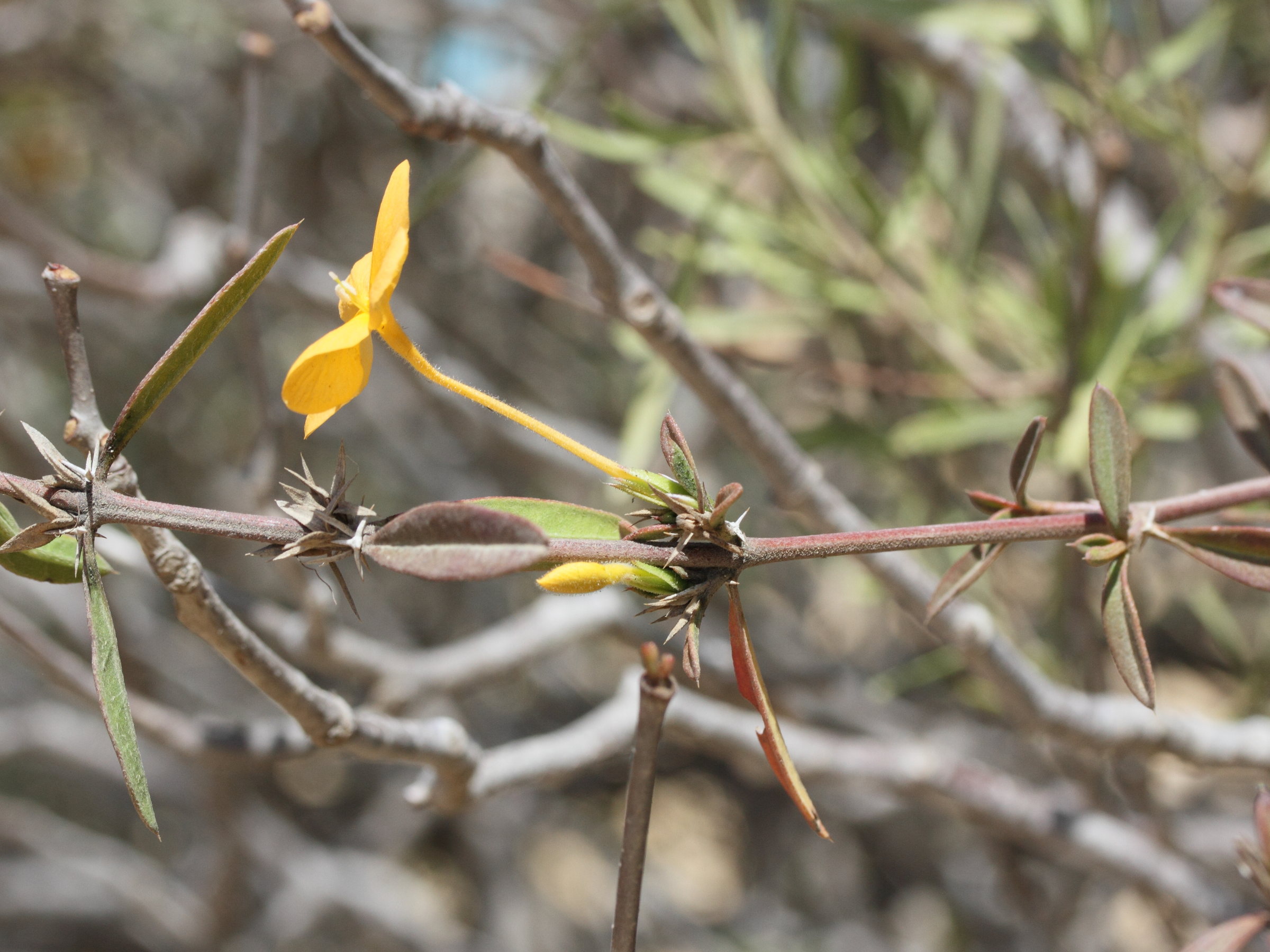 barleria_parvispina3md