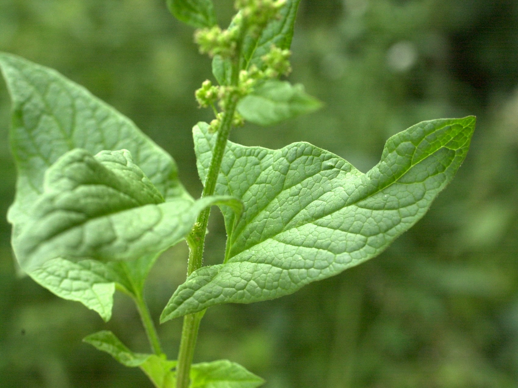 blitum_bonus-henricus5md