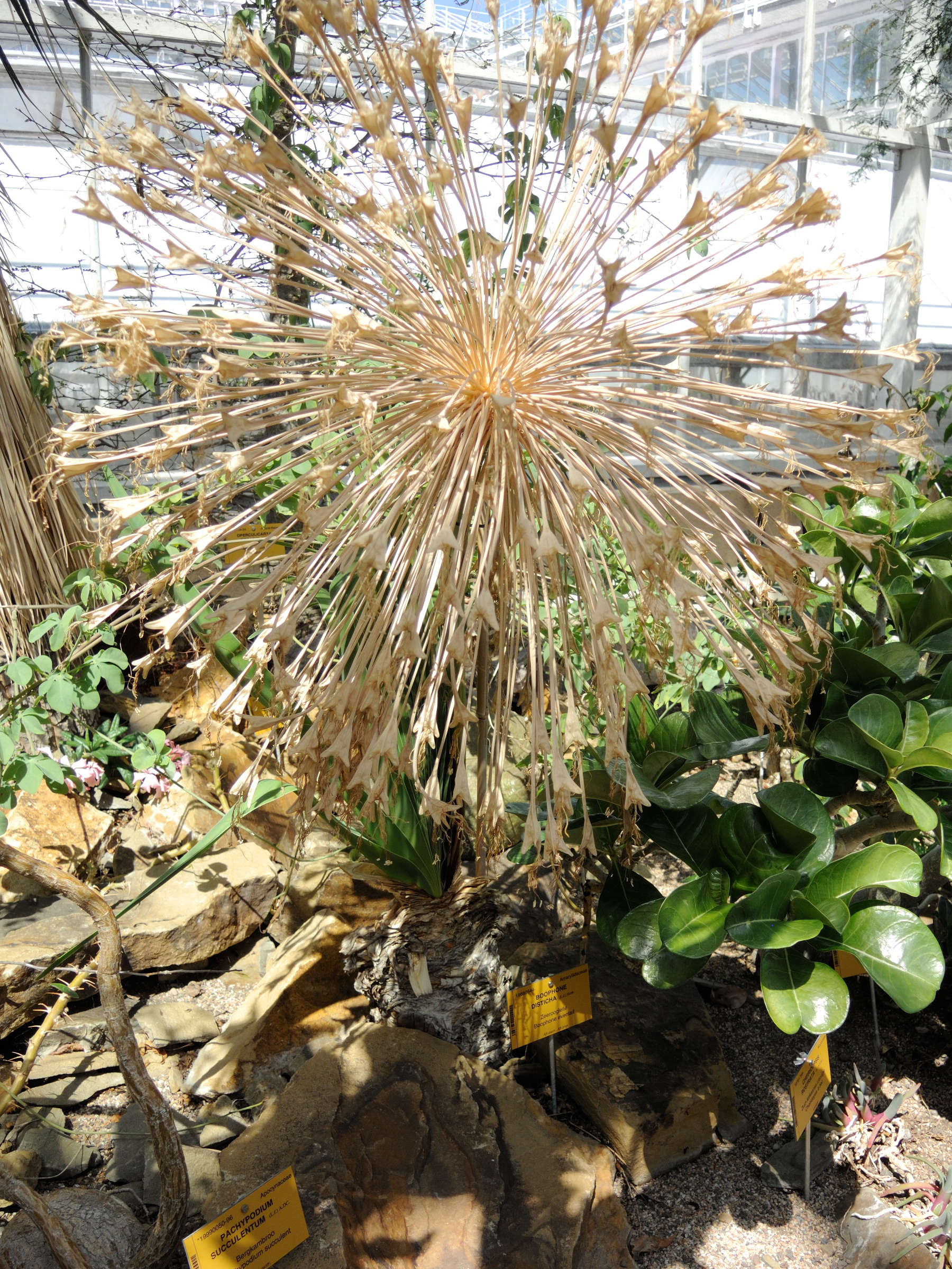 boophone_disticha3md