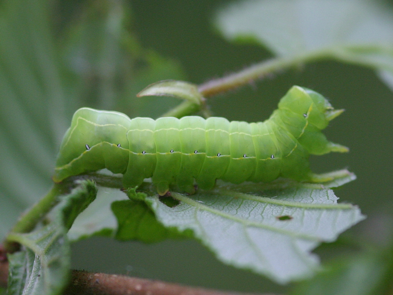 brachionycha_sphinx_ch1bd