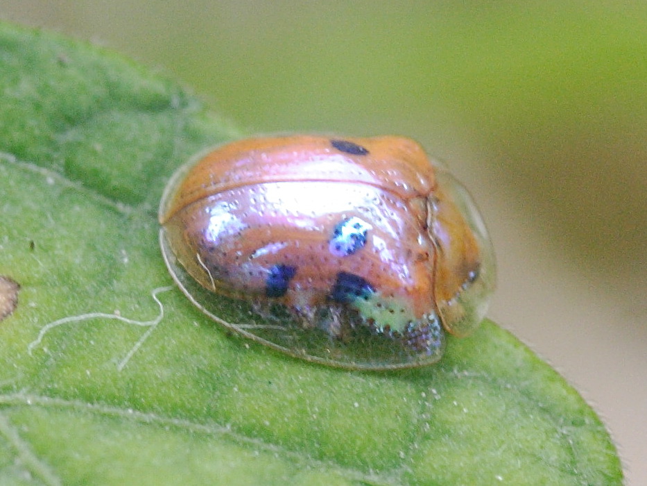 charidotella_sexpunctata2md