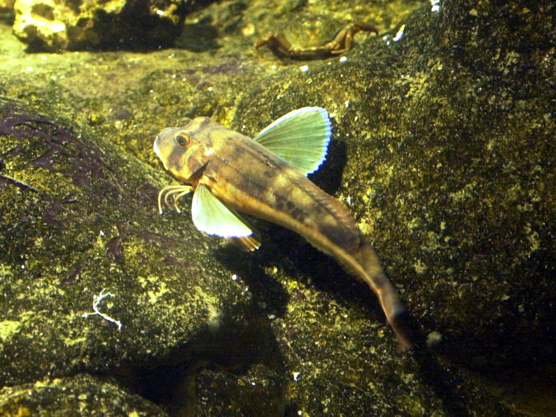 Chelidonichthys_lucerna