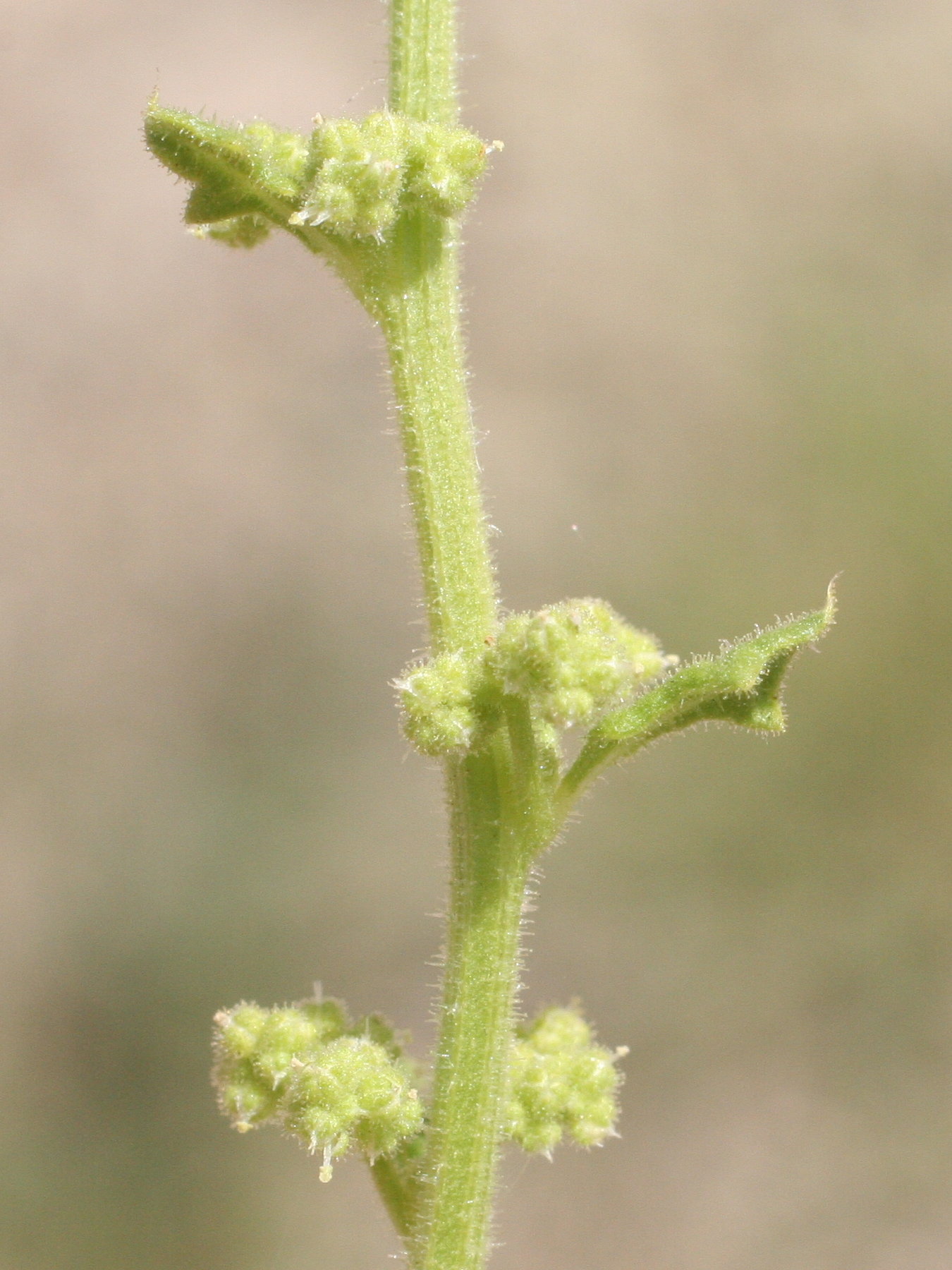 Afficher le média chenopodium_botrys3md chenopodium_botrys3md