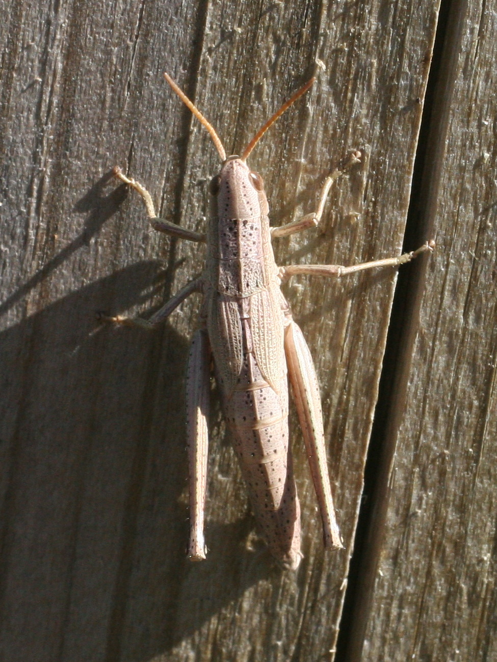 chrysochraon_dispar2md