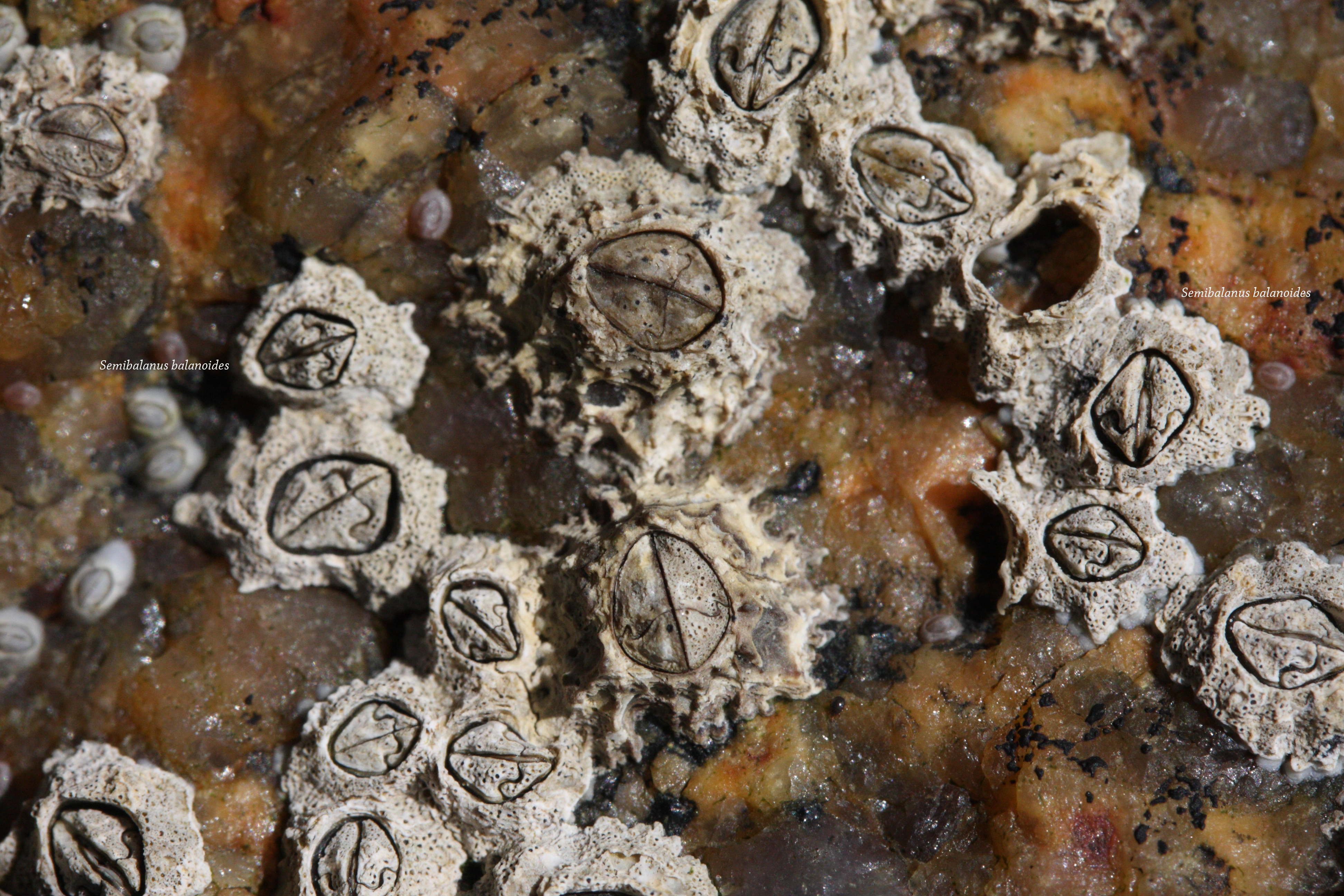 chthamalus_stellatus2md