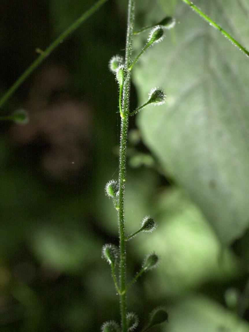 Afficher le média circaea_lutetiana3md circaea_lutetiana3md
