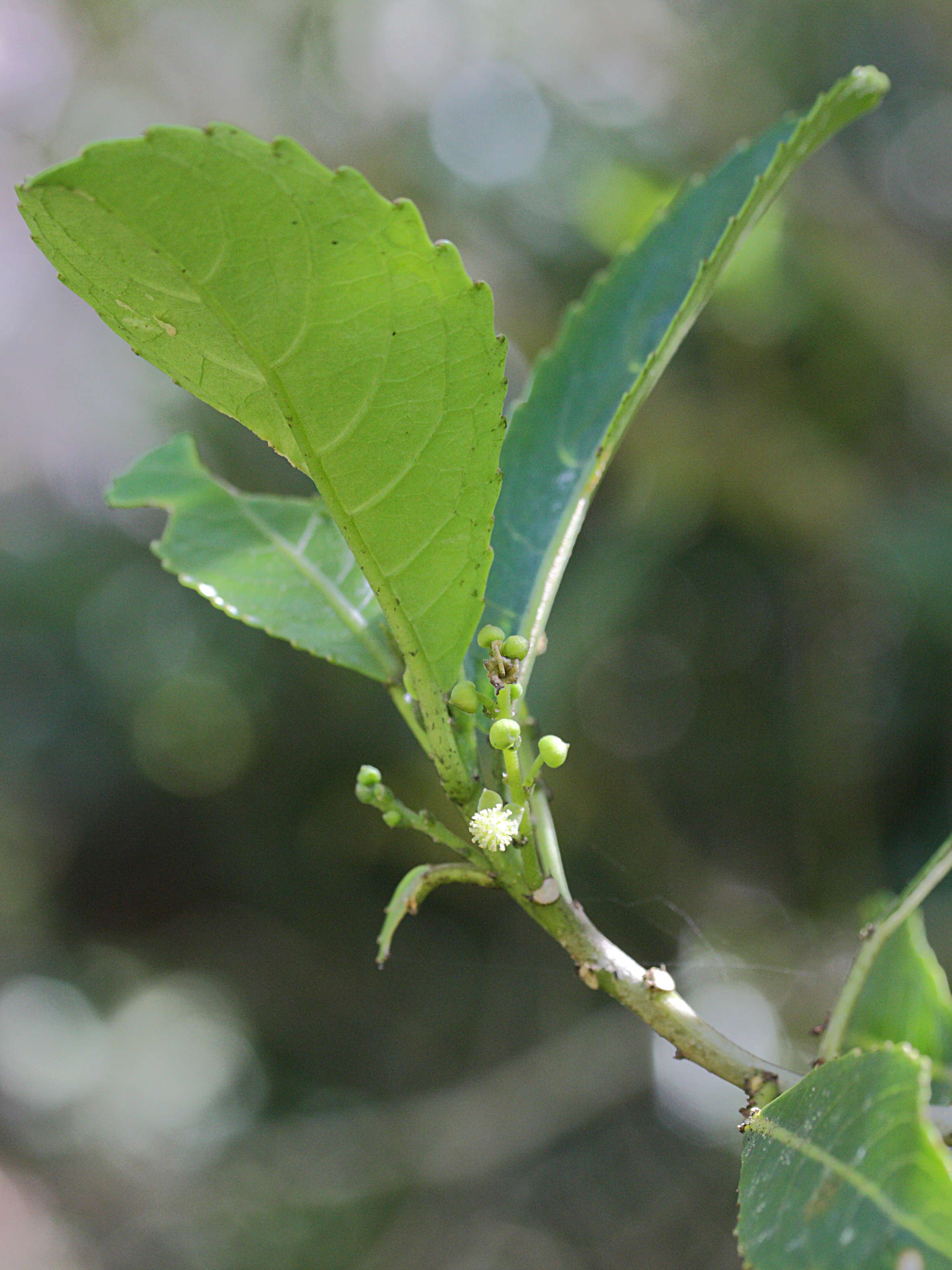 claoxylon_glandulosum2md