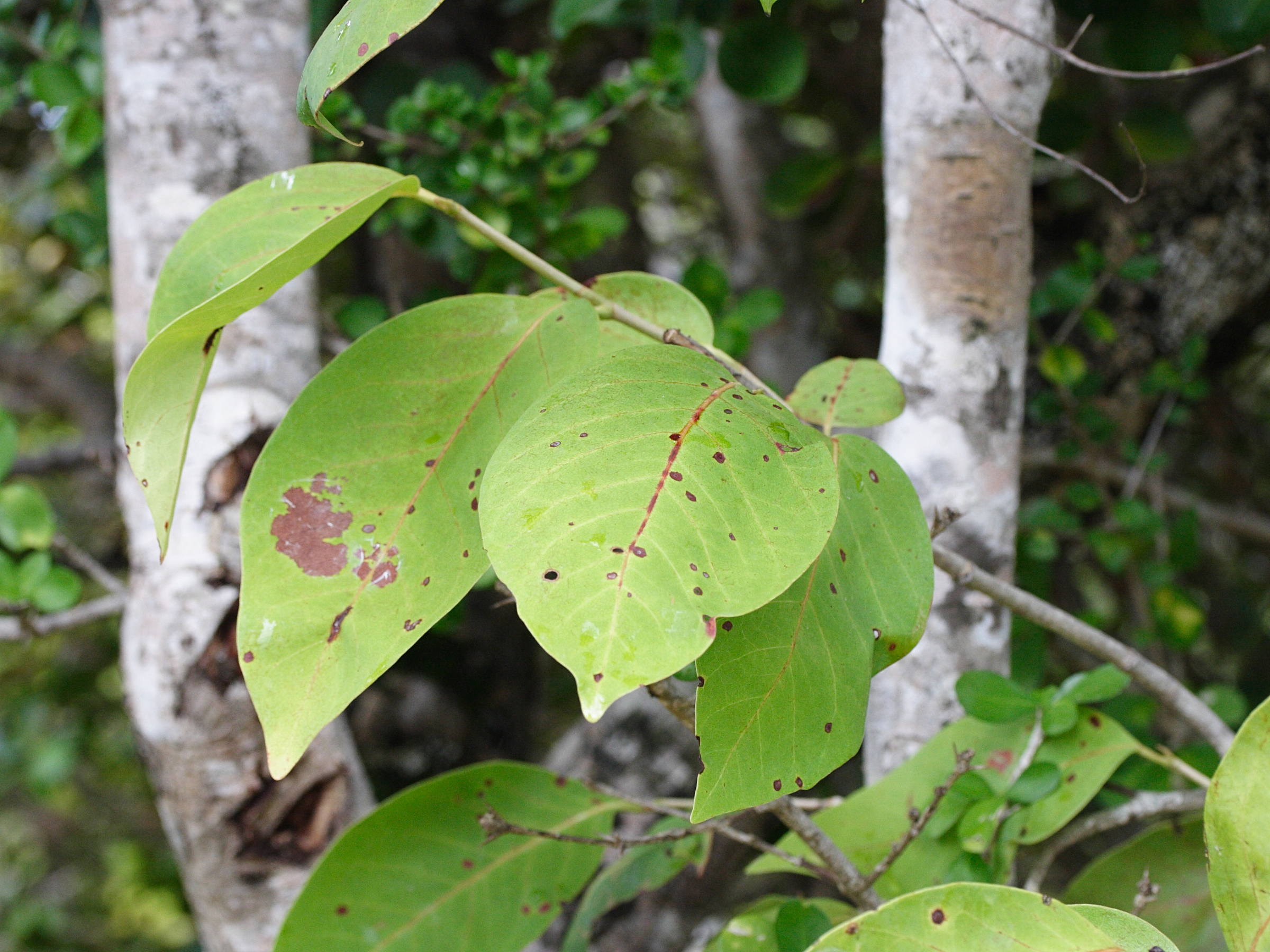 coccoloba_swartzii5md