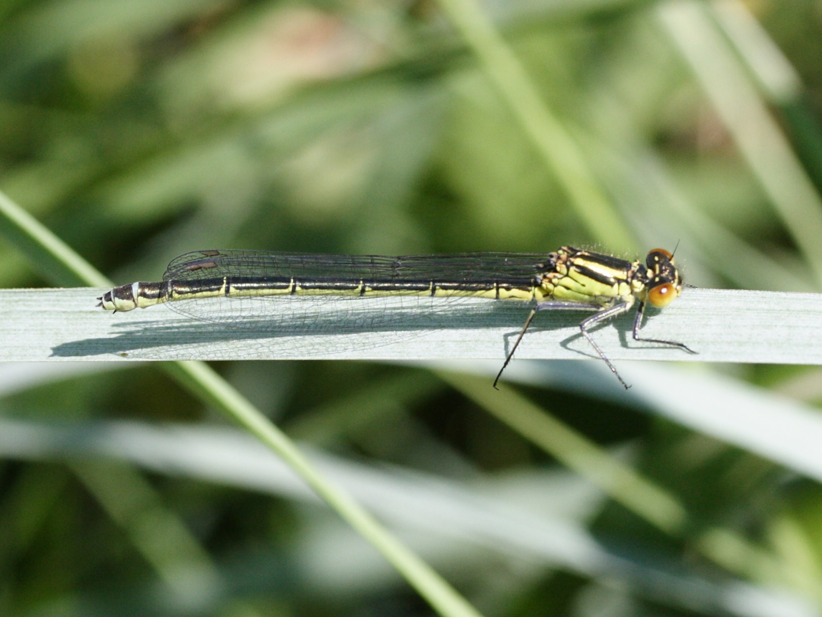 coenagrion_pulchellum2md