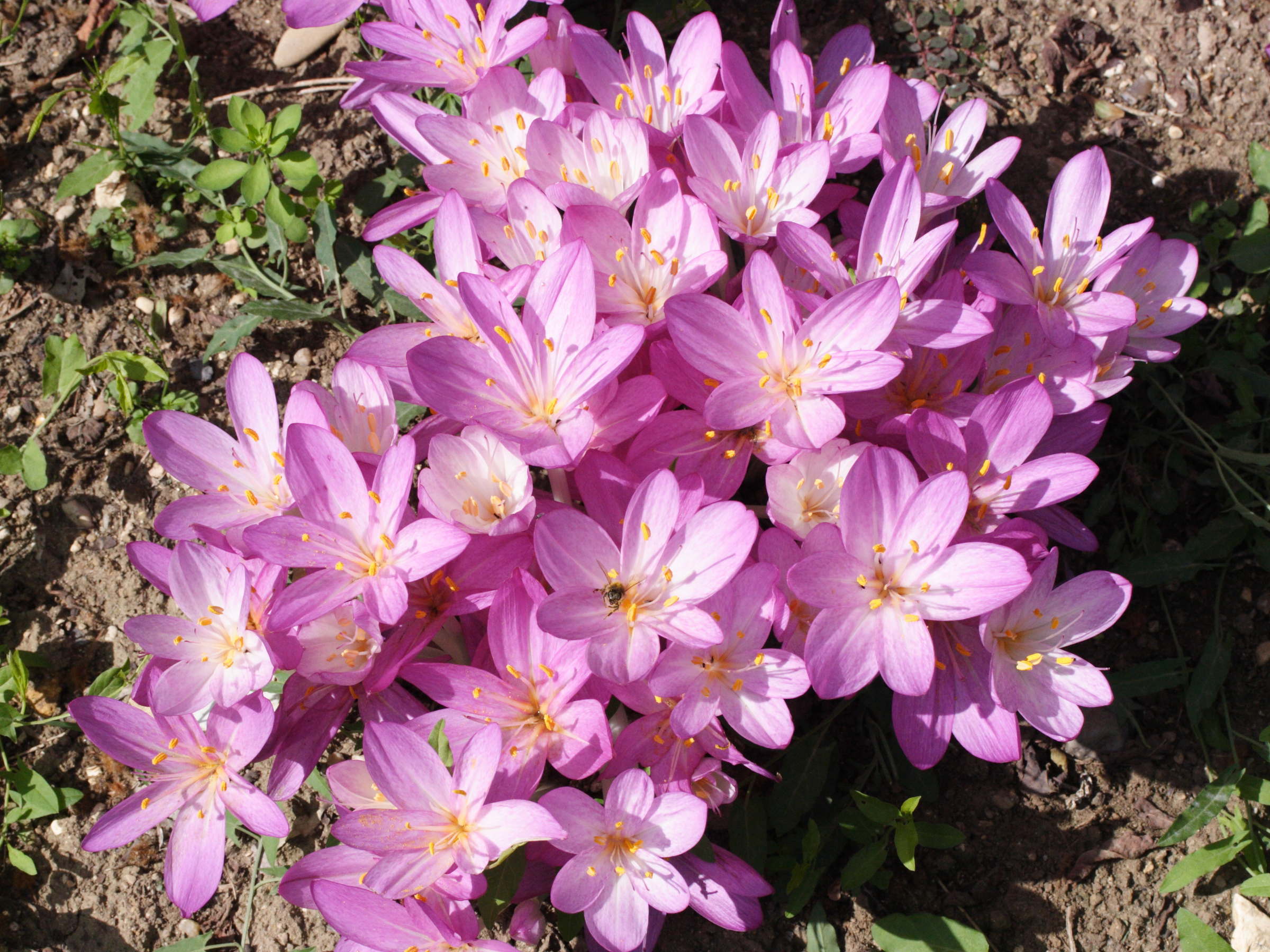 colchicum_cilicicum1md