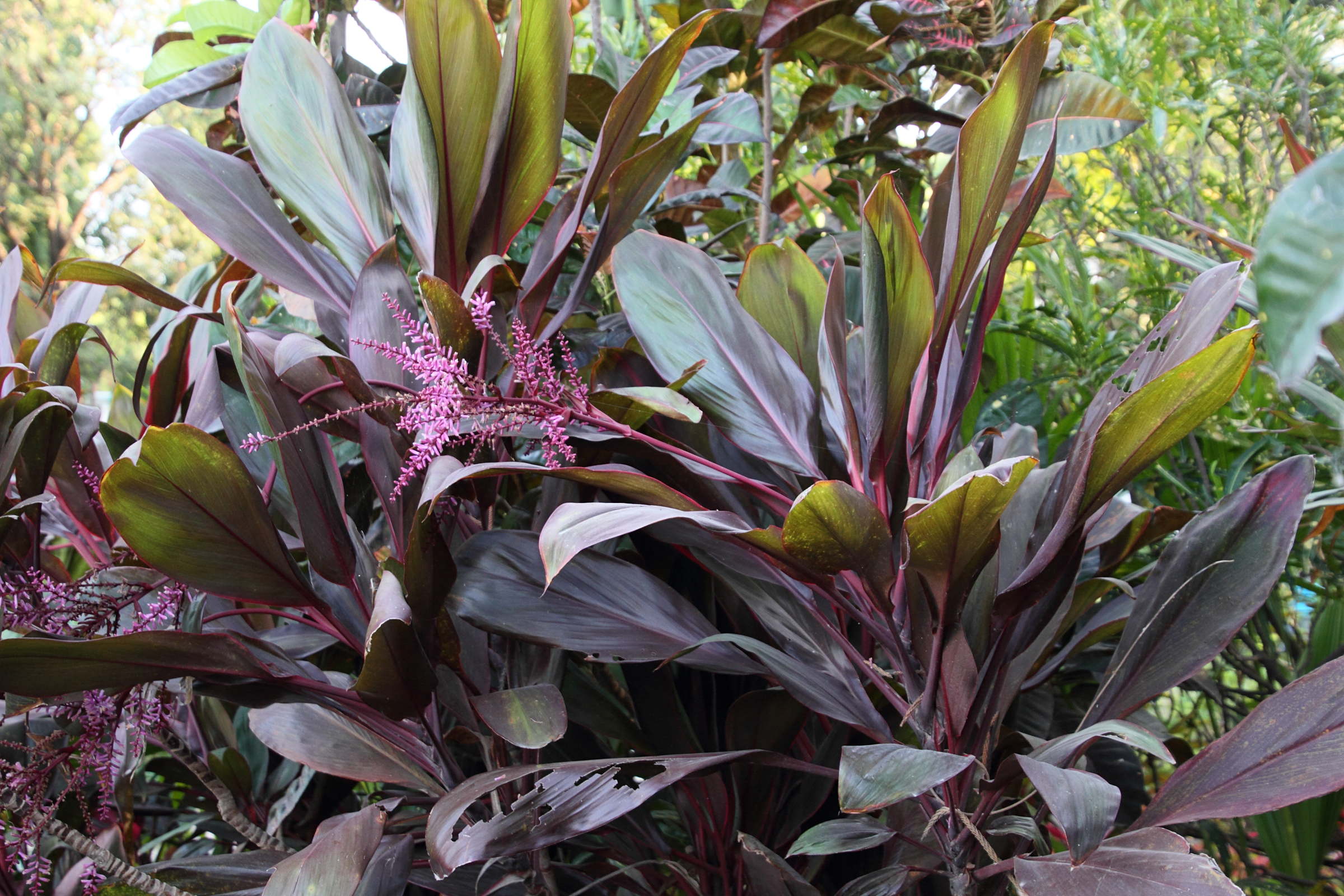cordyline_fruticosa4md
