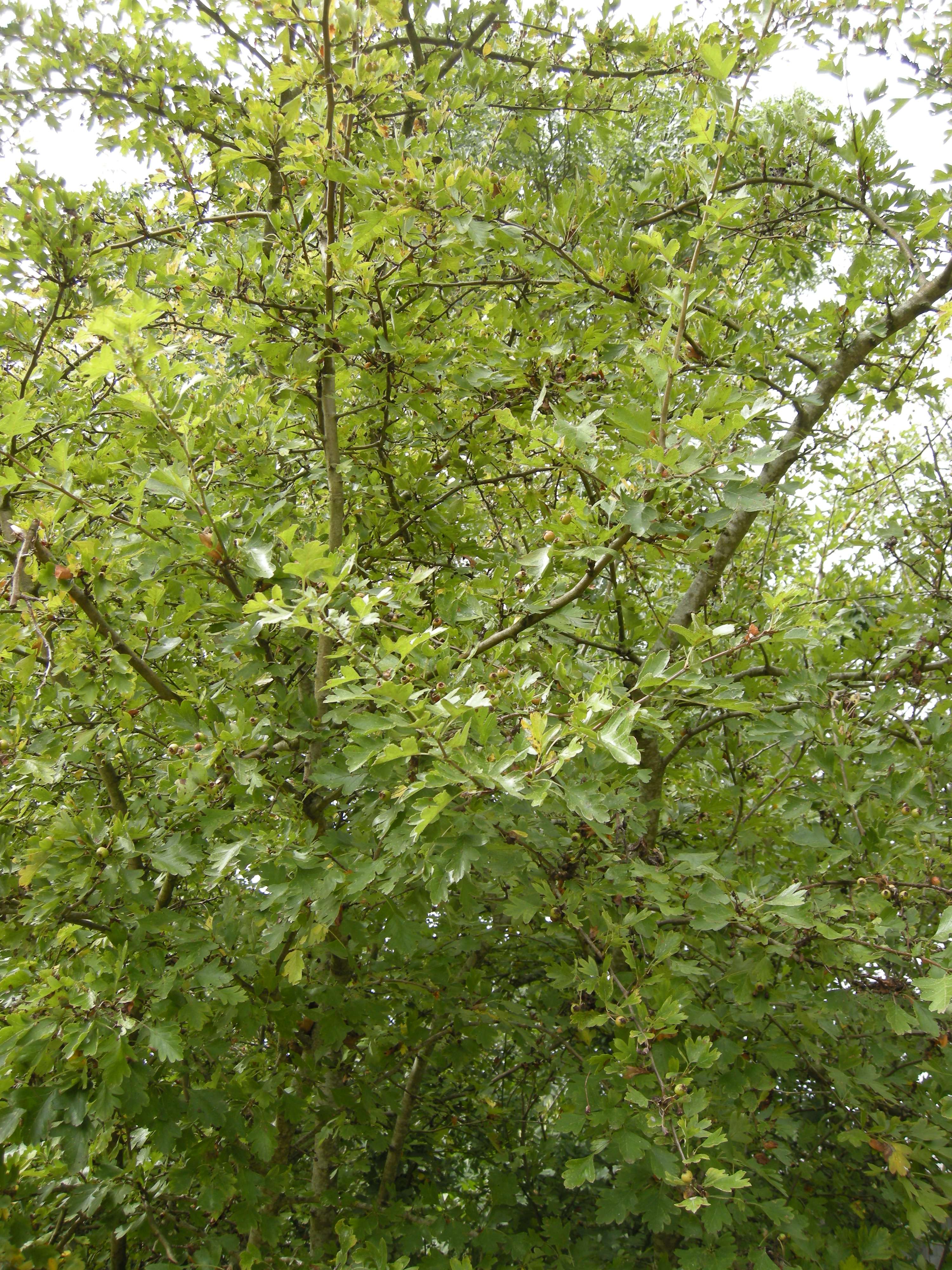 crataegus_monogyna2md