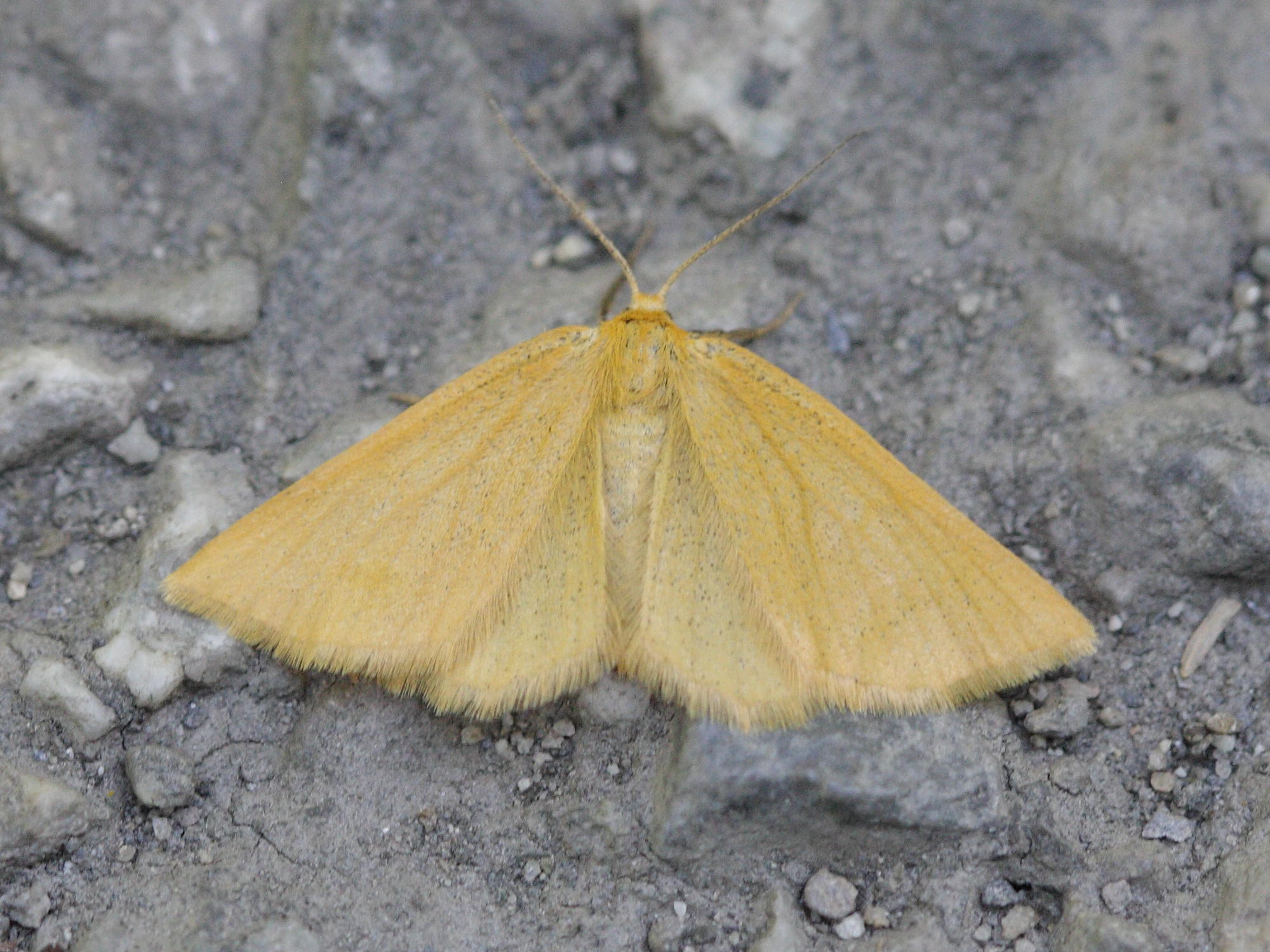 Afficher le média crocota_tinctaria3bd crocota_tinctaria3bd