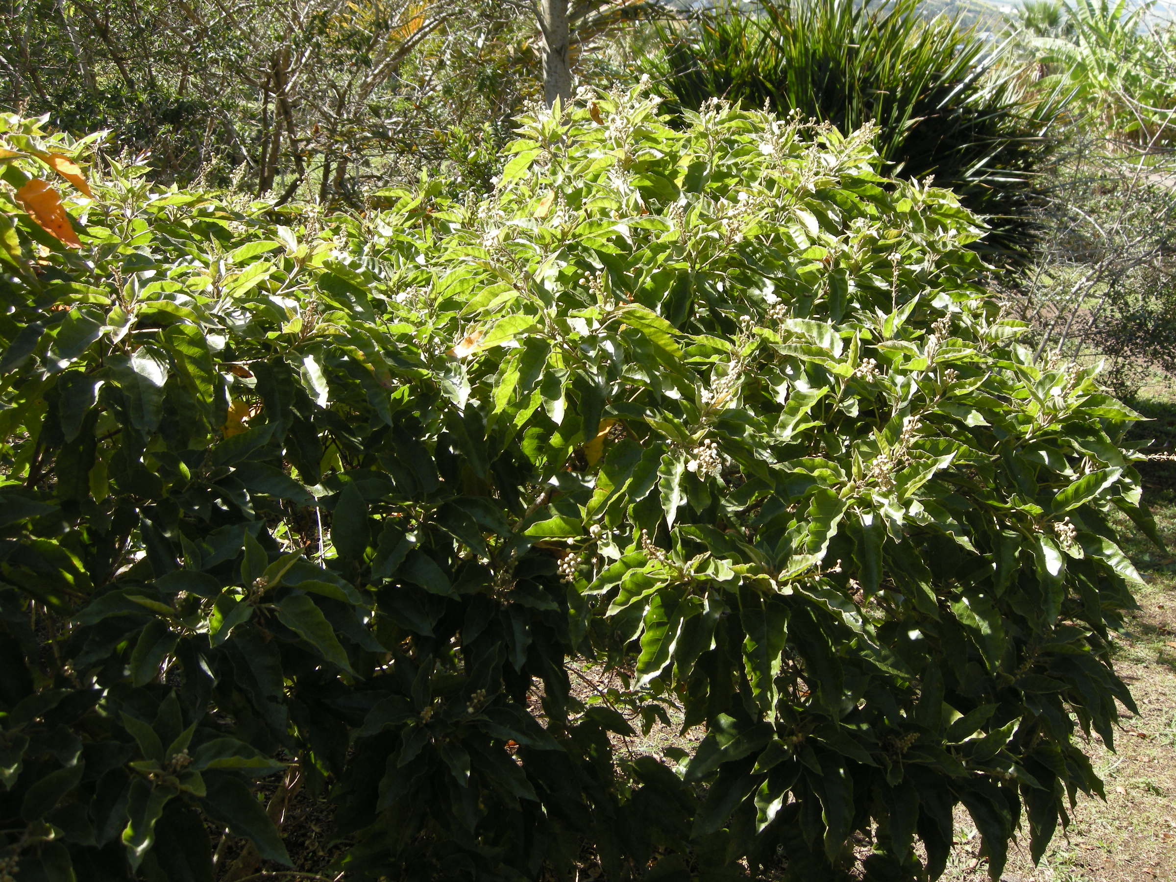 croton_mauritianus4md