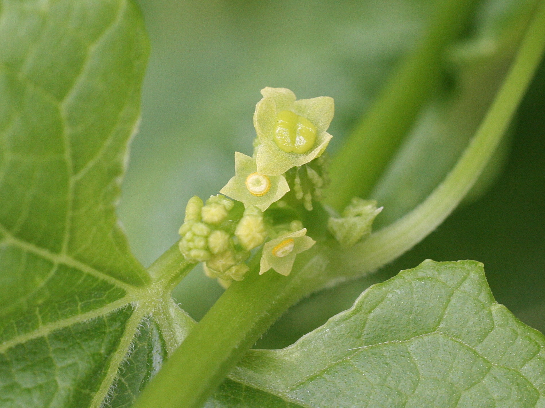 cyclanthera_explodens2md