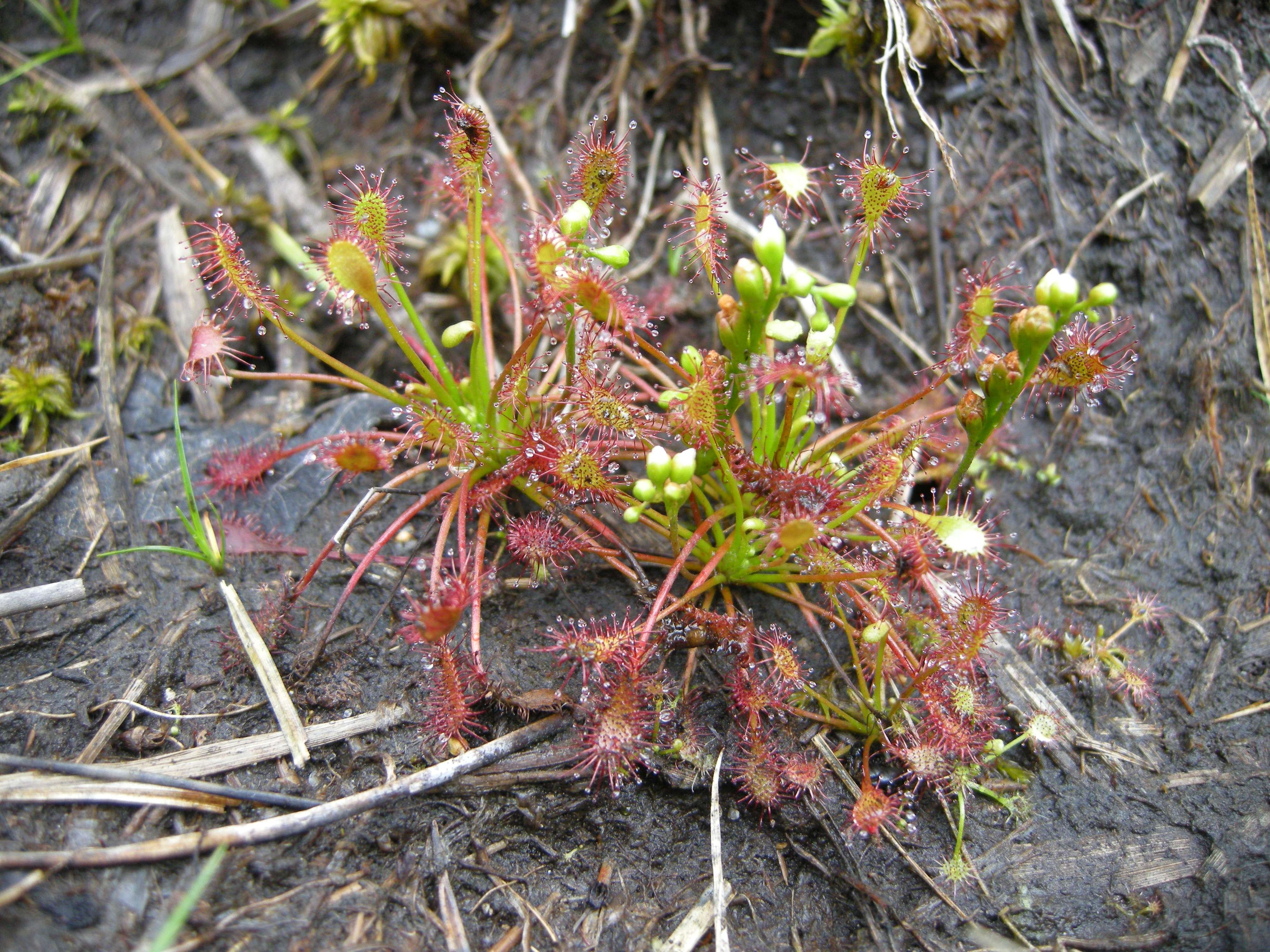 Afficher le média drosera_intermedia5bd drosera_intermedia5bd