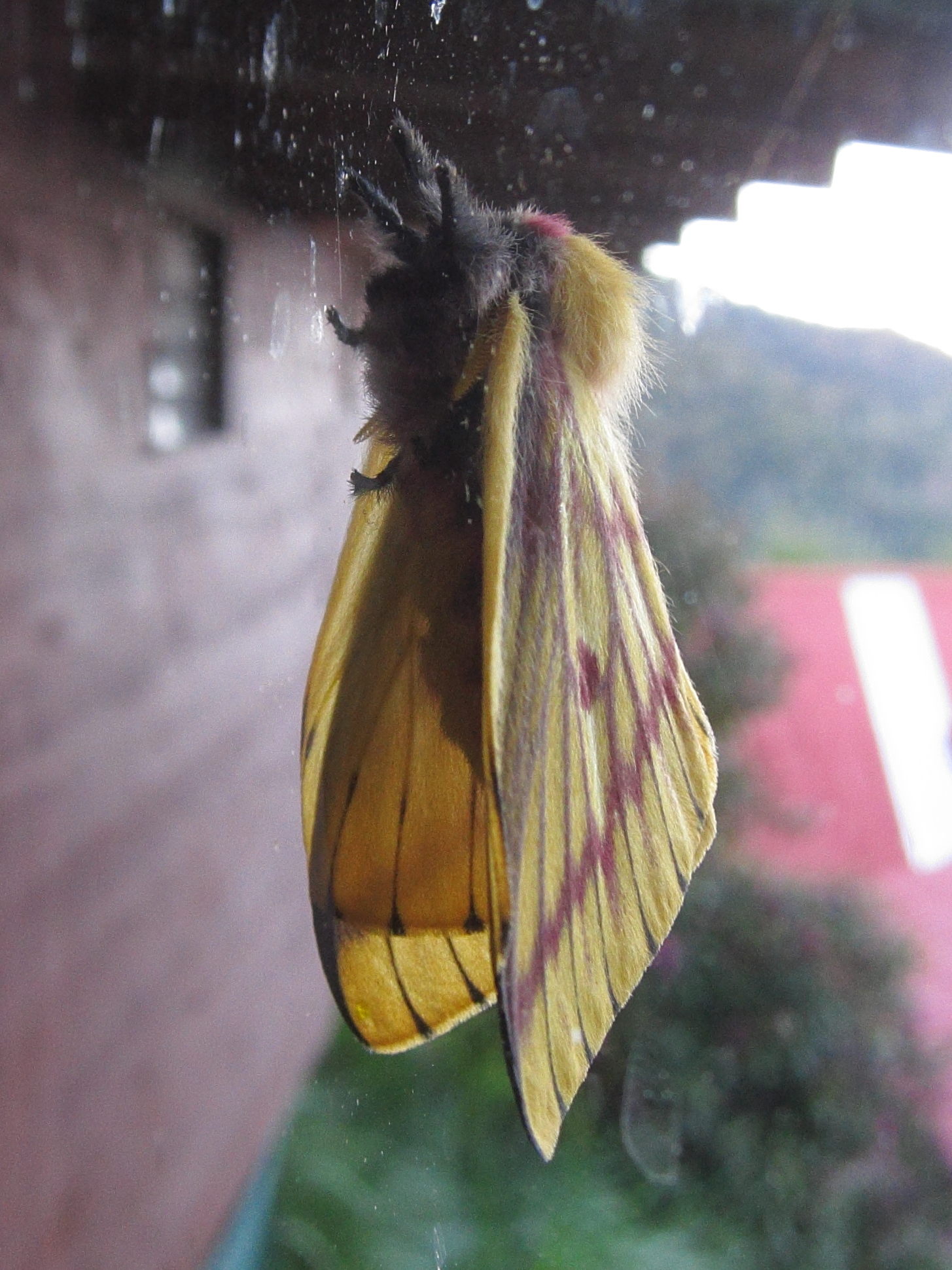 eacles_imperialis_decoris2bd