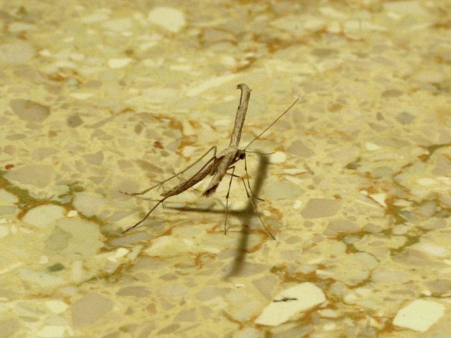 Emmelina_monodactyla