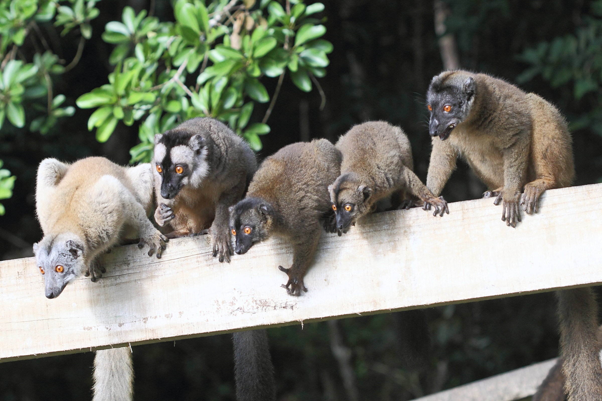 eulemur_fulvus_mayottensis3bd