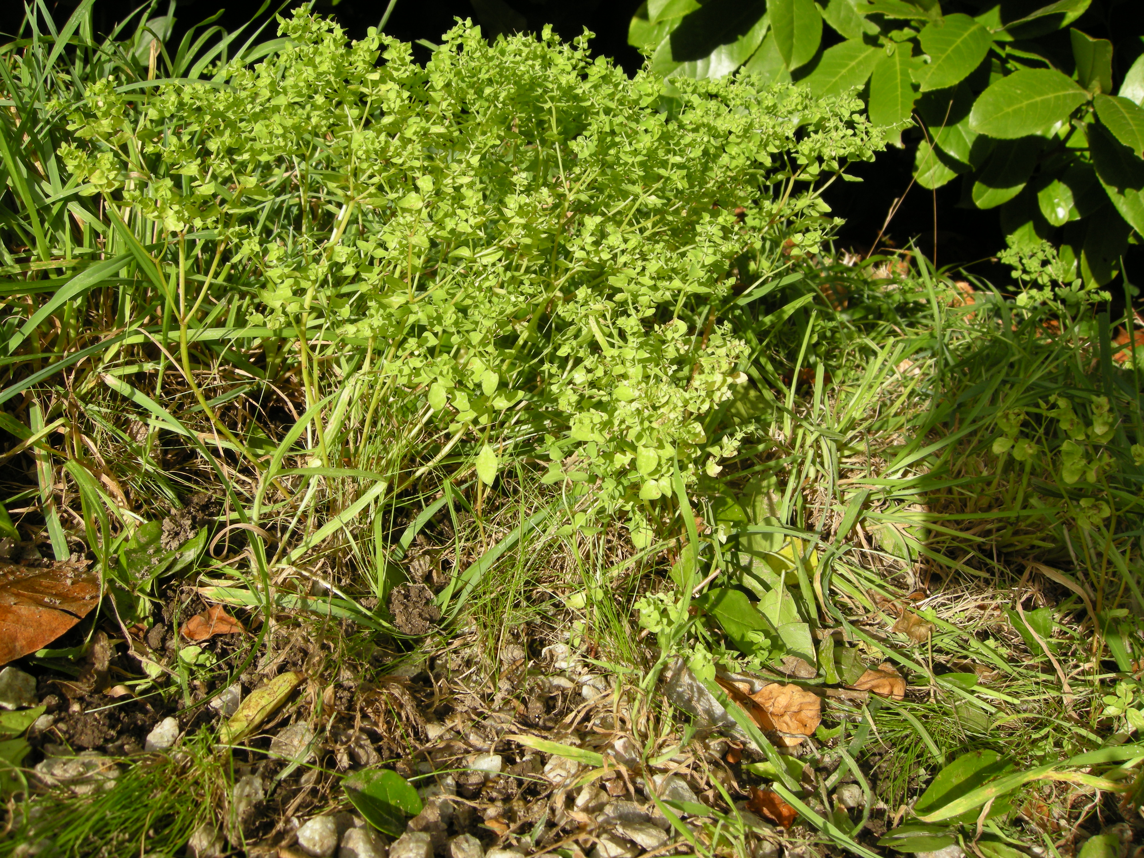 Afficher le média euphorbia_peplus1md euphorbia_peplus1md