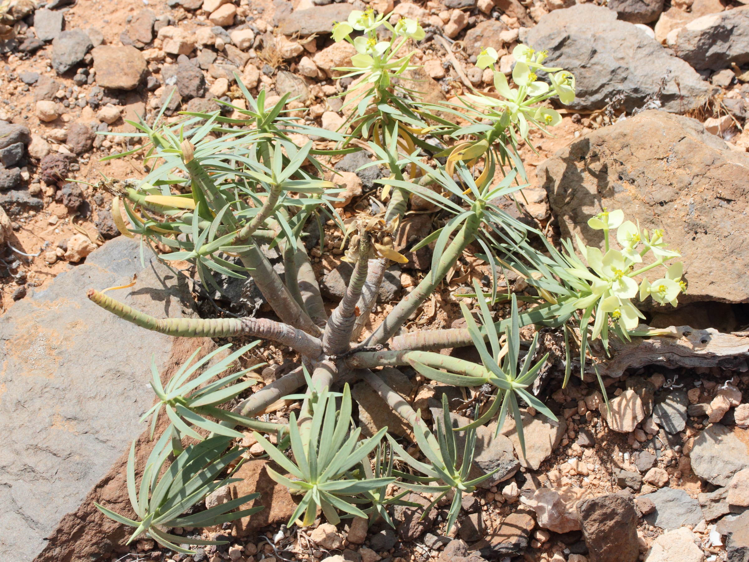 euphorbia_regis-jubae1md