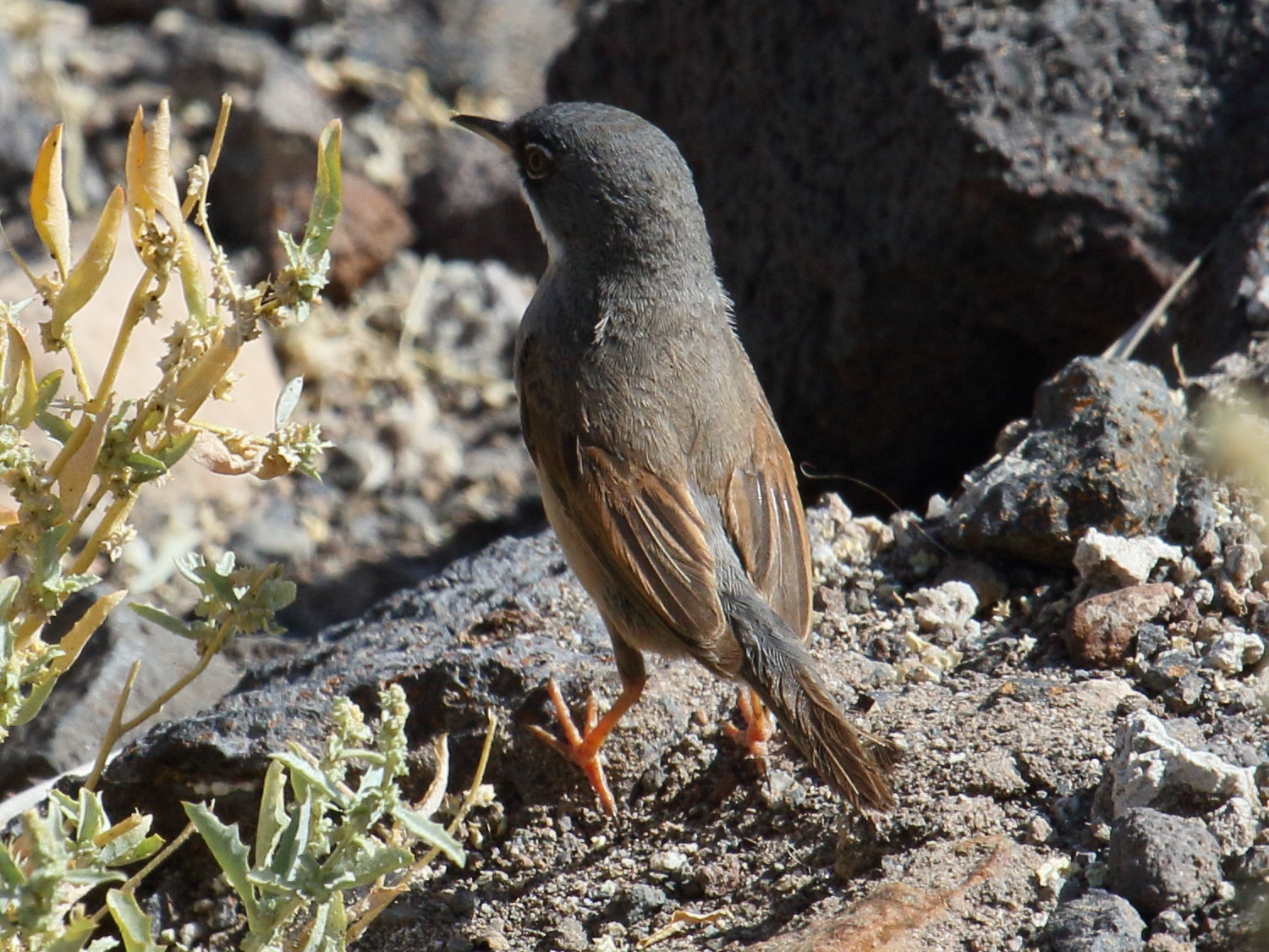 fauvette_a_lunettes_-_sylvia_conspicillata2bd