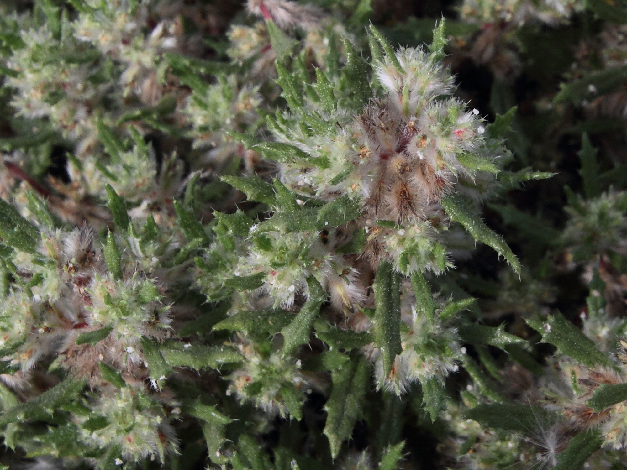 Afficher le média forsskaolea_angustifolia2md forsskaolea_angustifolia2md