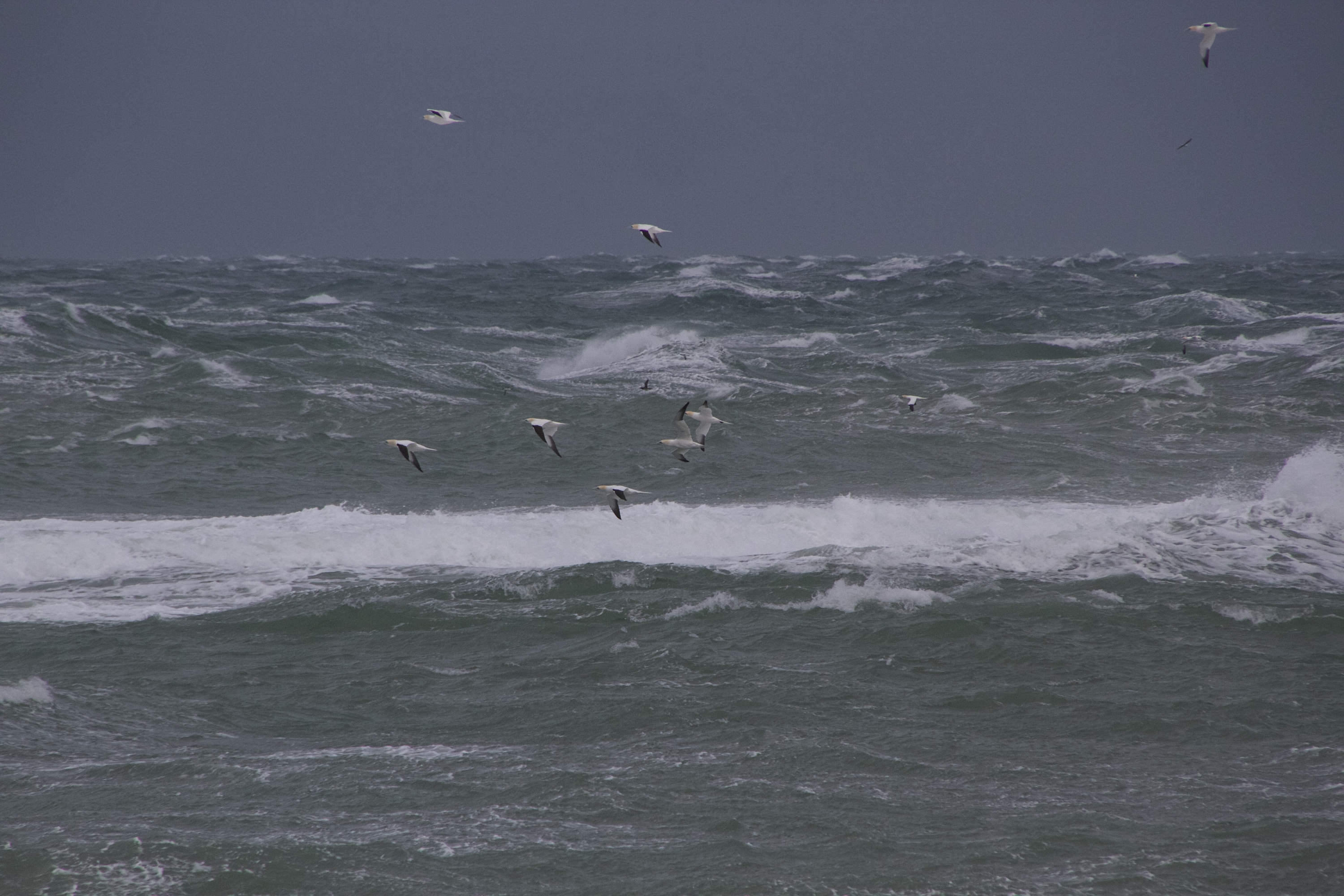 fou_de_bassan_-_morus_bassanus10md