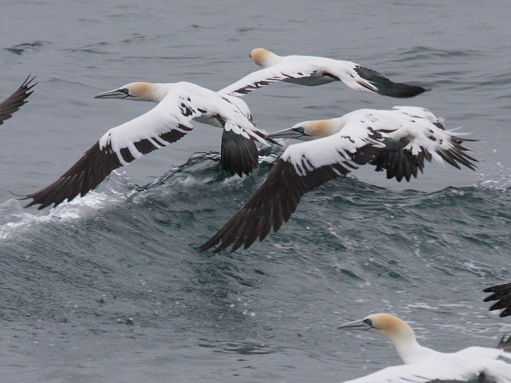 fou_de_bassan_-_morus_bassanus7bbd