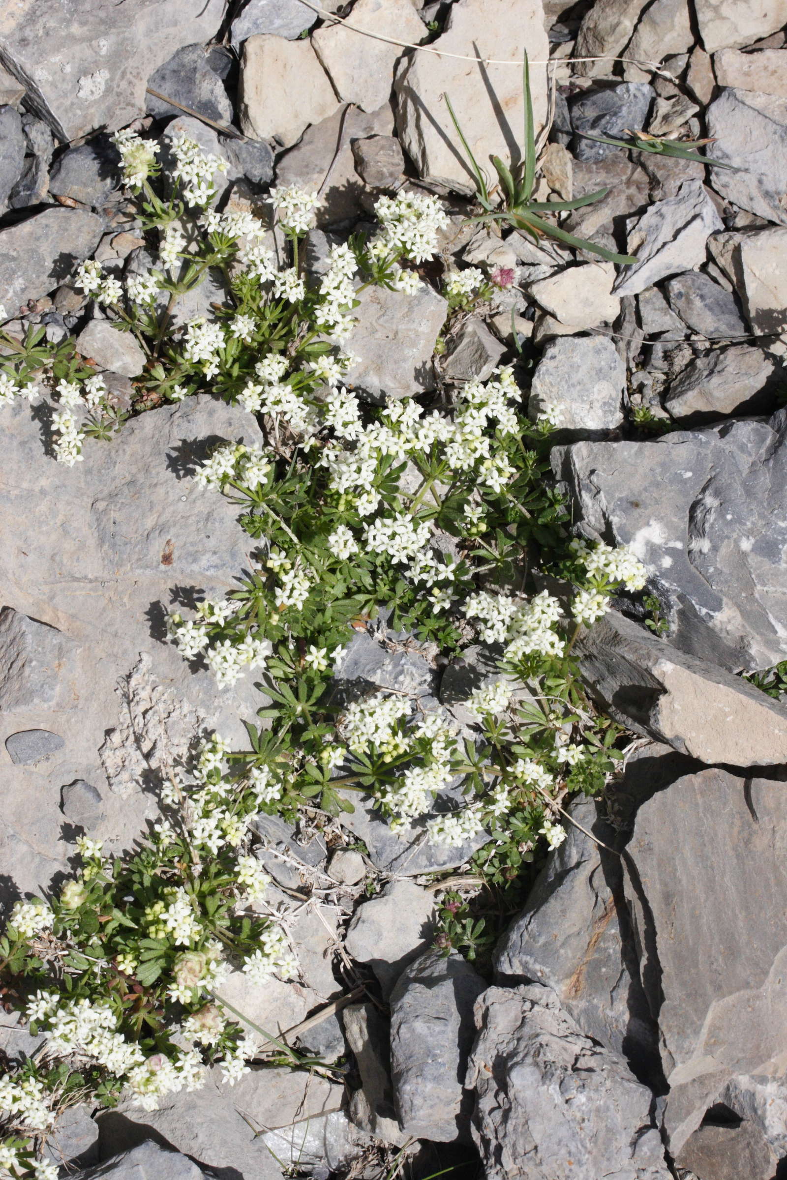 Afficher le média galium_pseudohelveticum1md galium_pseudohelveticum1md