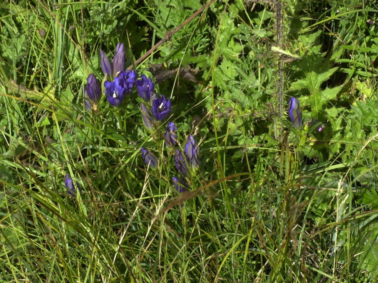 gentiana_pneumonanthe4md