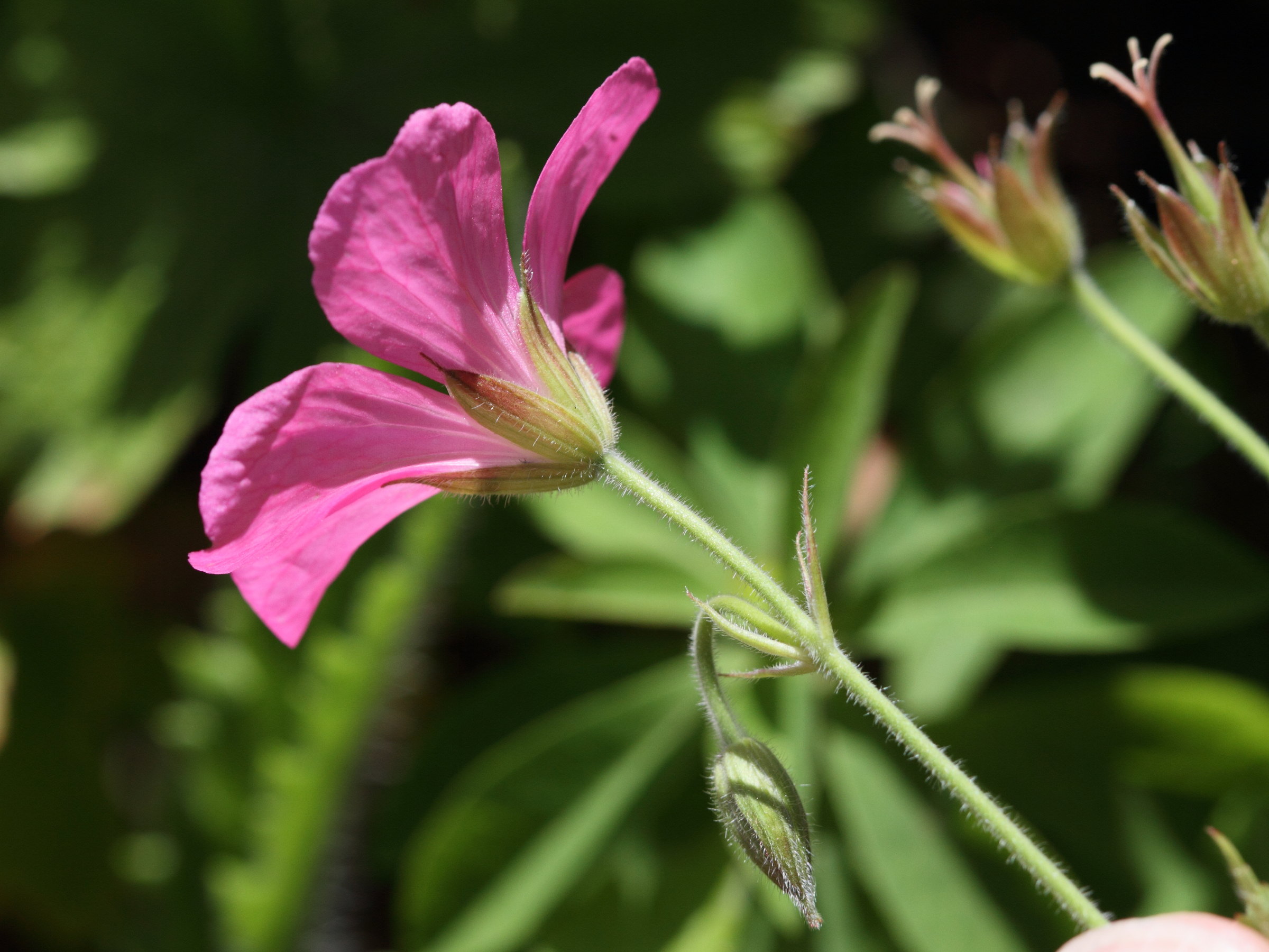 geranium_endressii3bd