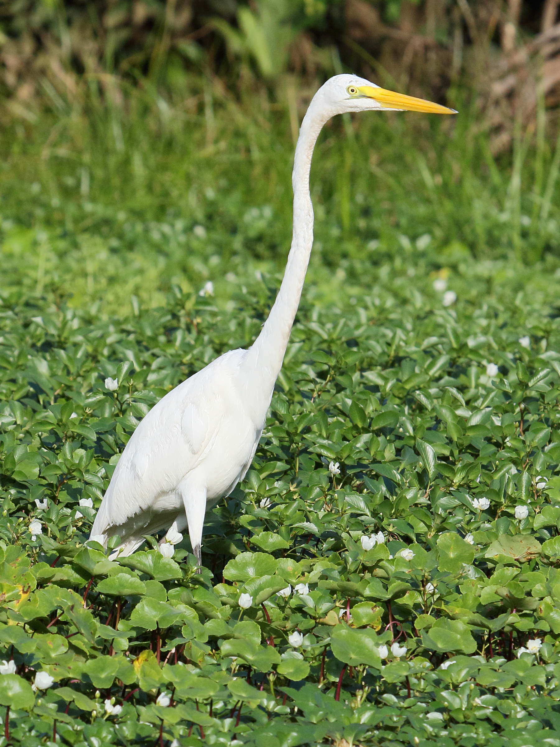 grande_aigrette_-_ardea_alba7bd