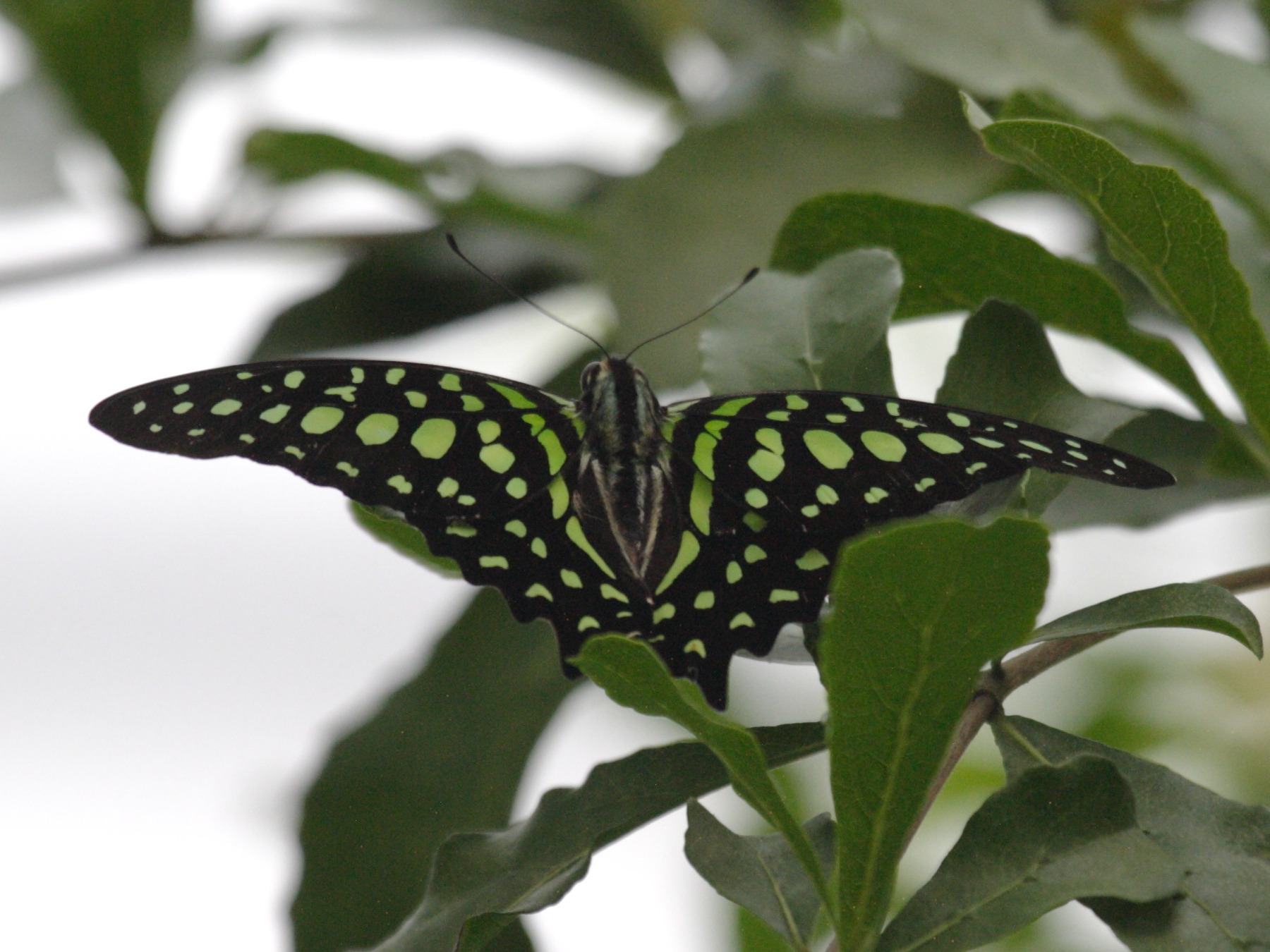 graphium_agamemnon1bd