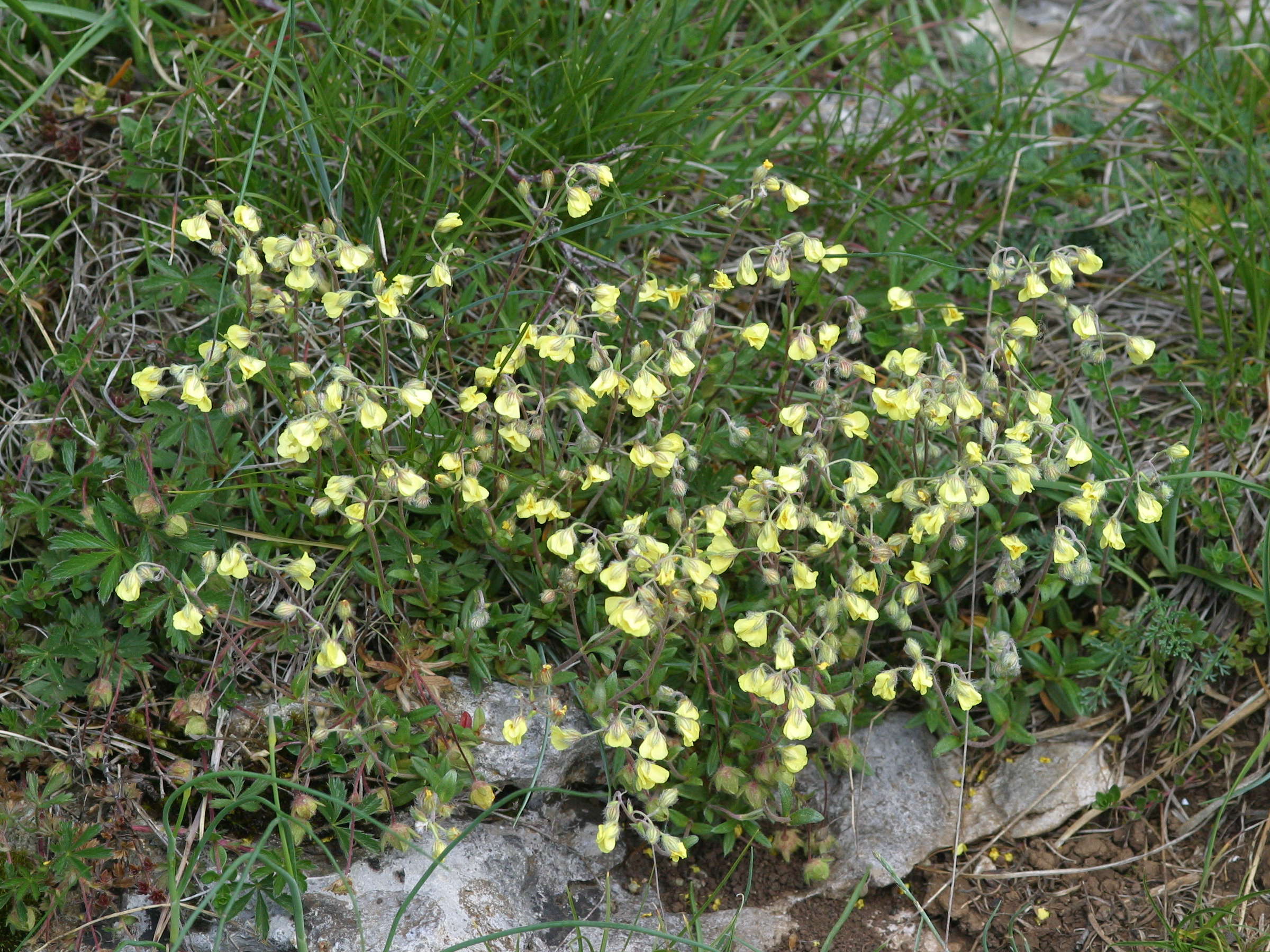 helianthemum_canum1md