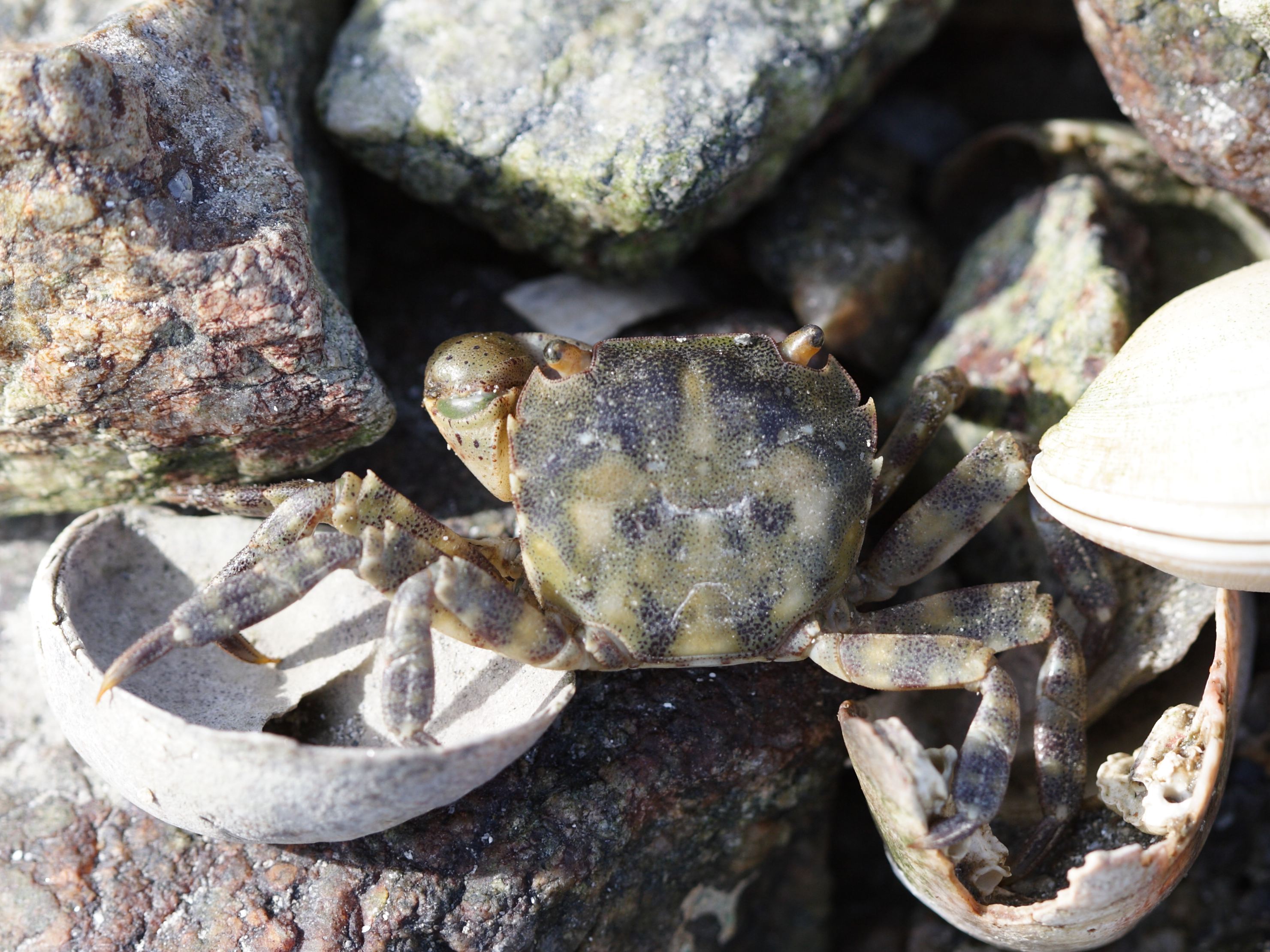 hemigrapsus_sanguineus3bd