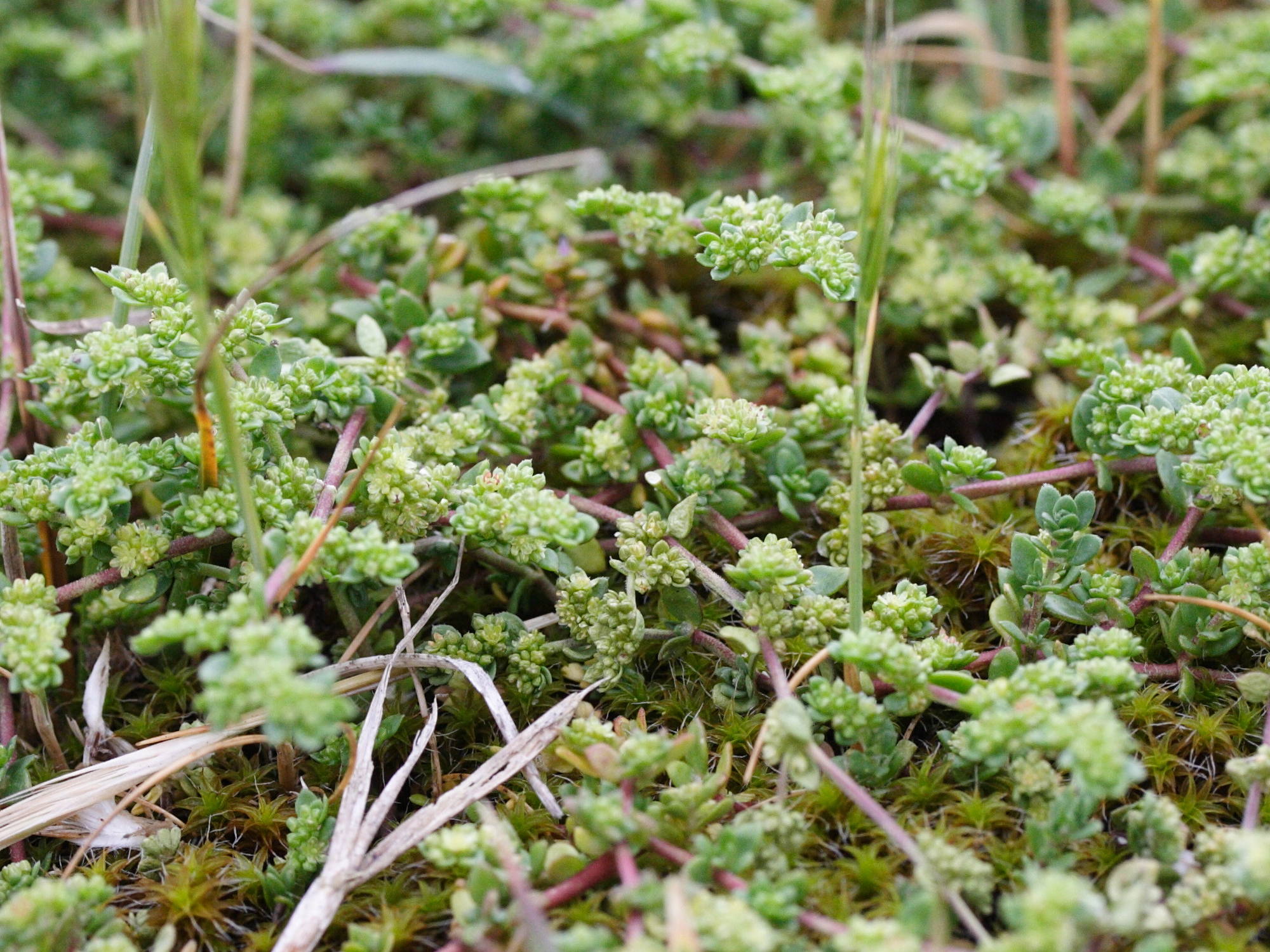 herniaria_ciliolata1md