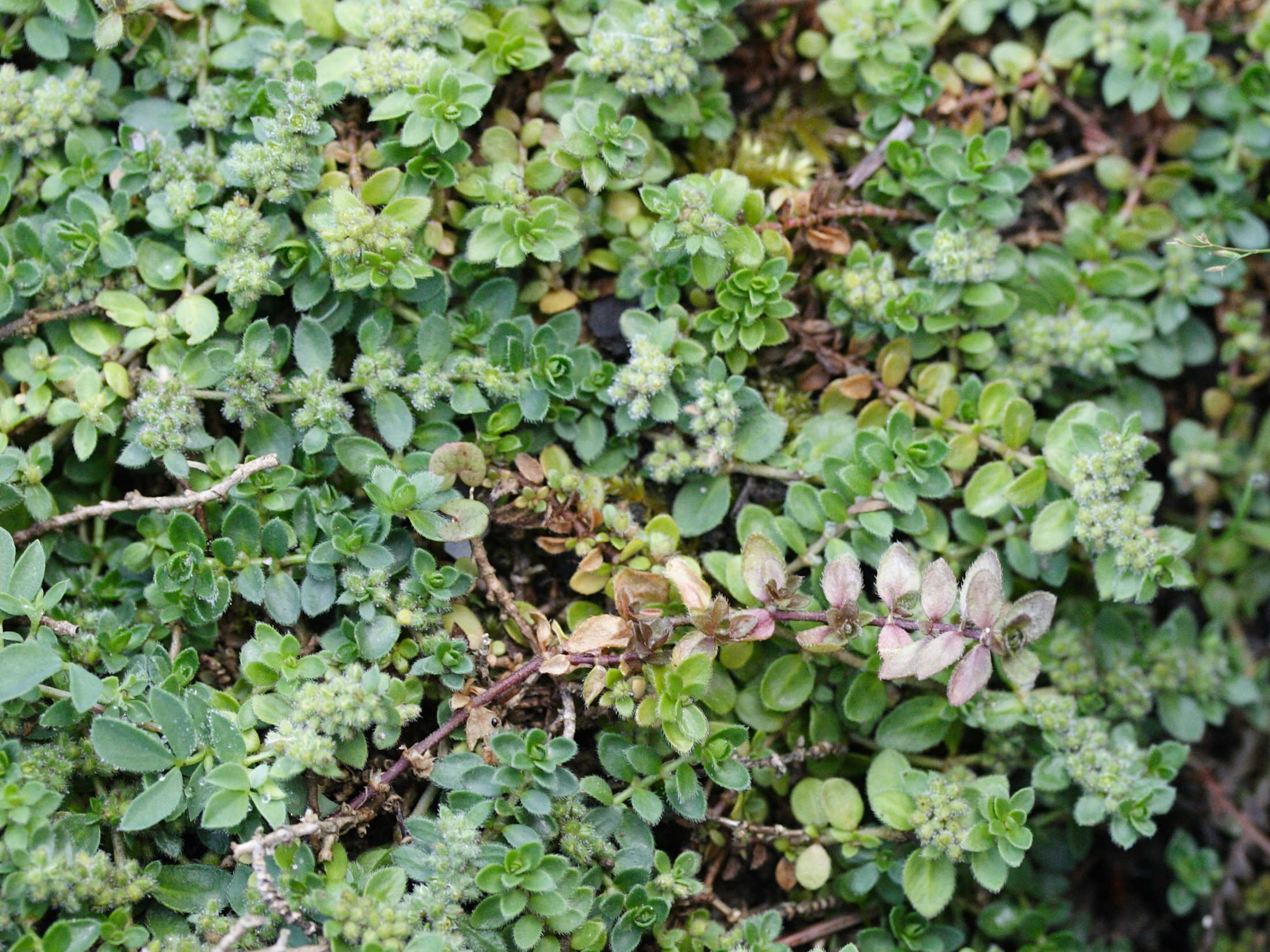 herniaria_latifolia1md