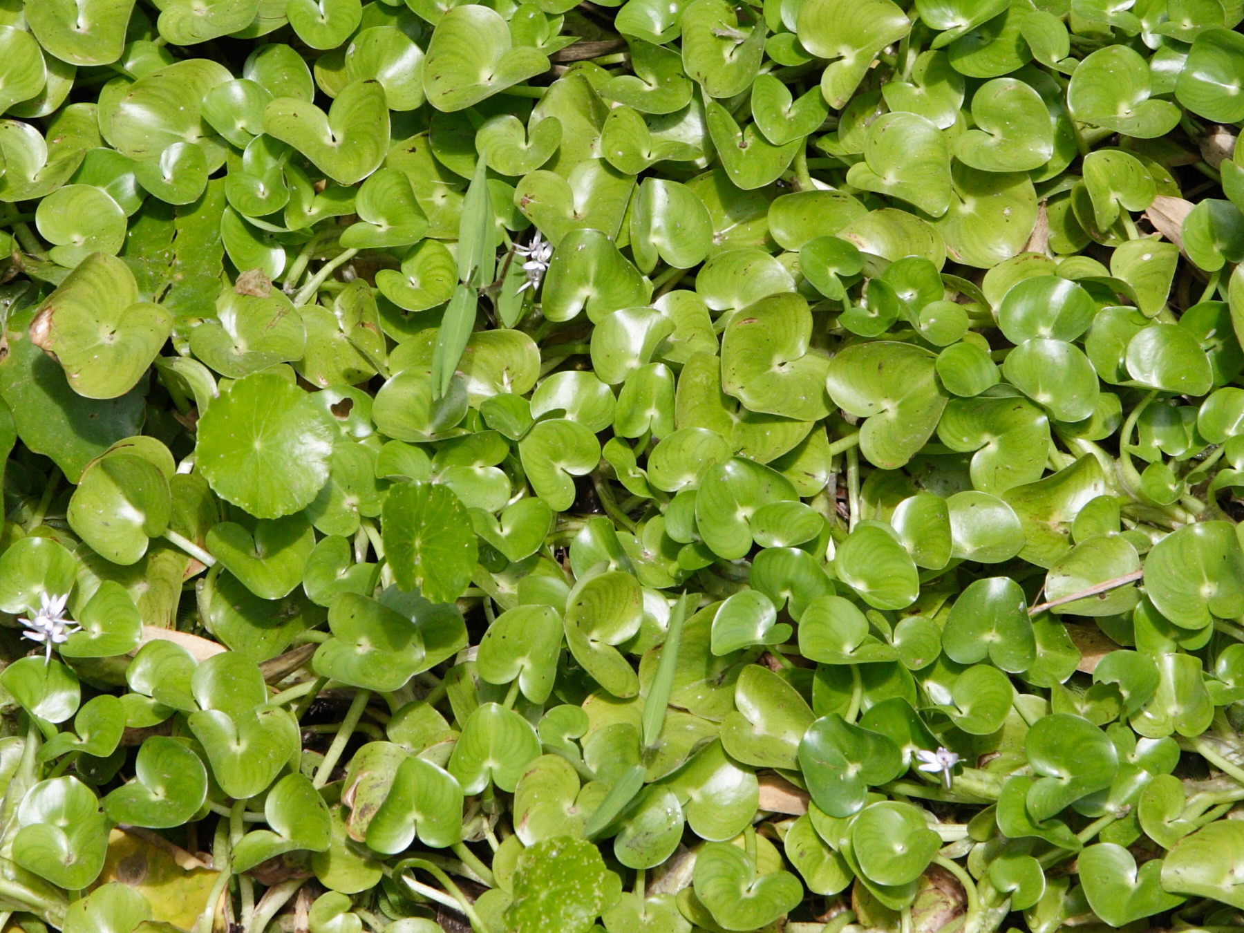 heteranthera_reniformis1md