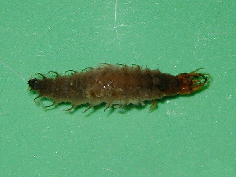 hydrophilus_piceus3md