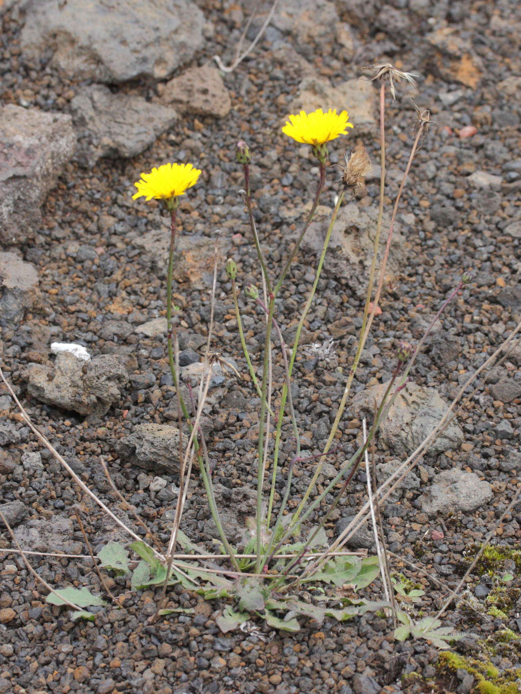 Afficher le média hypochaeris_radicata4md hypochaeris_radicata4md